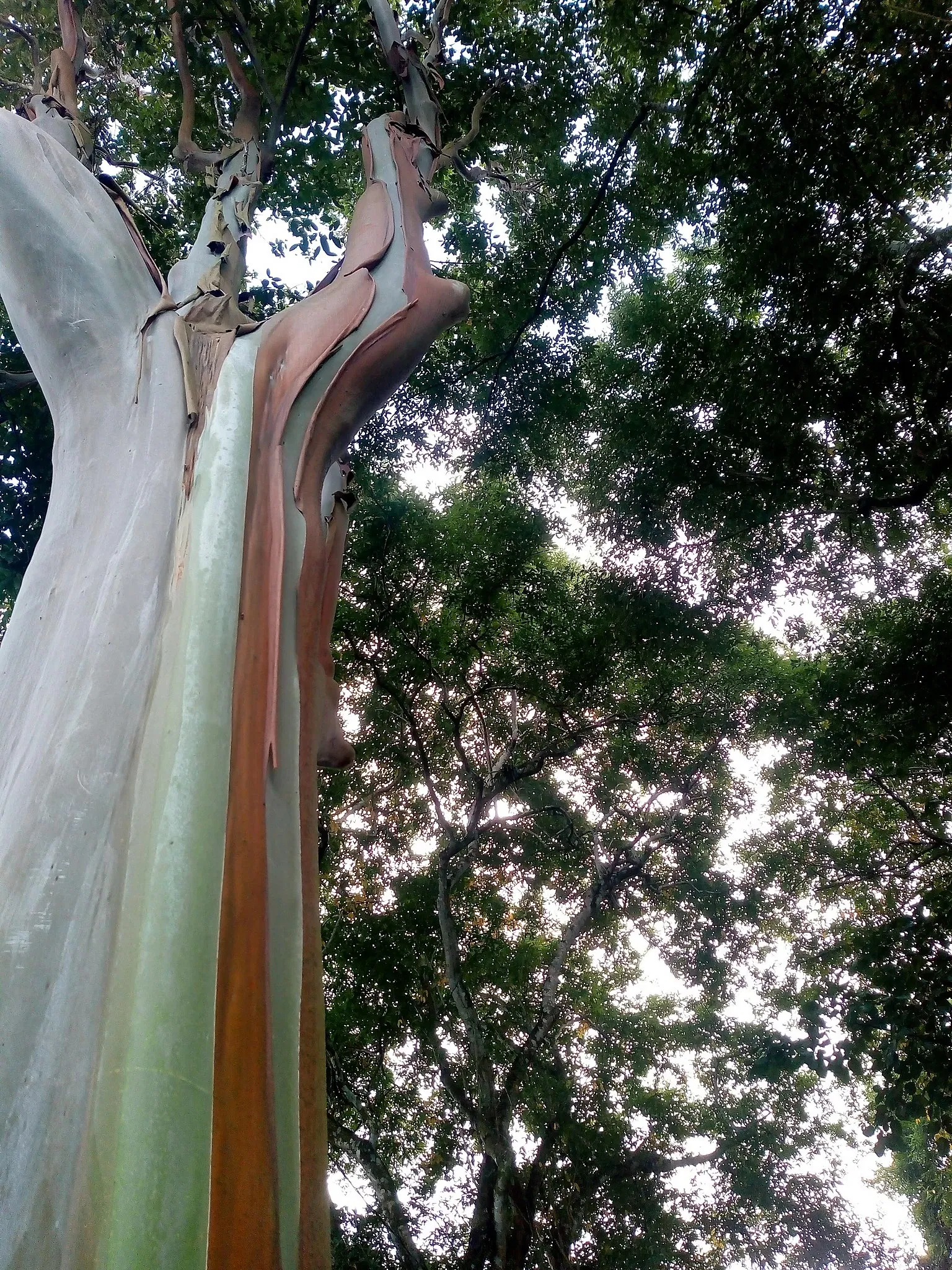 Zoo Botanical Park Dois Irmãos