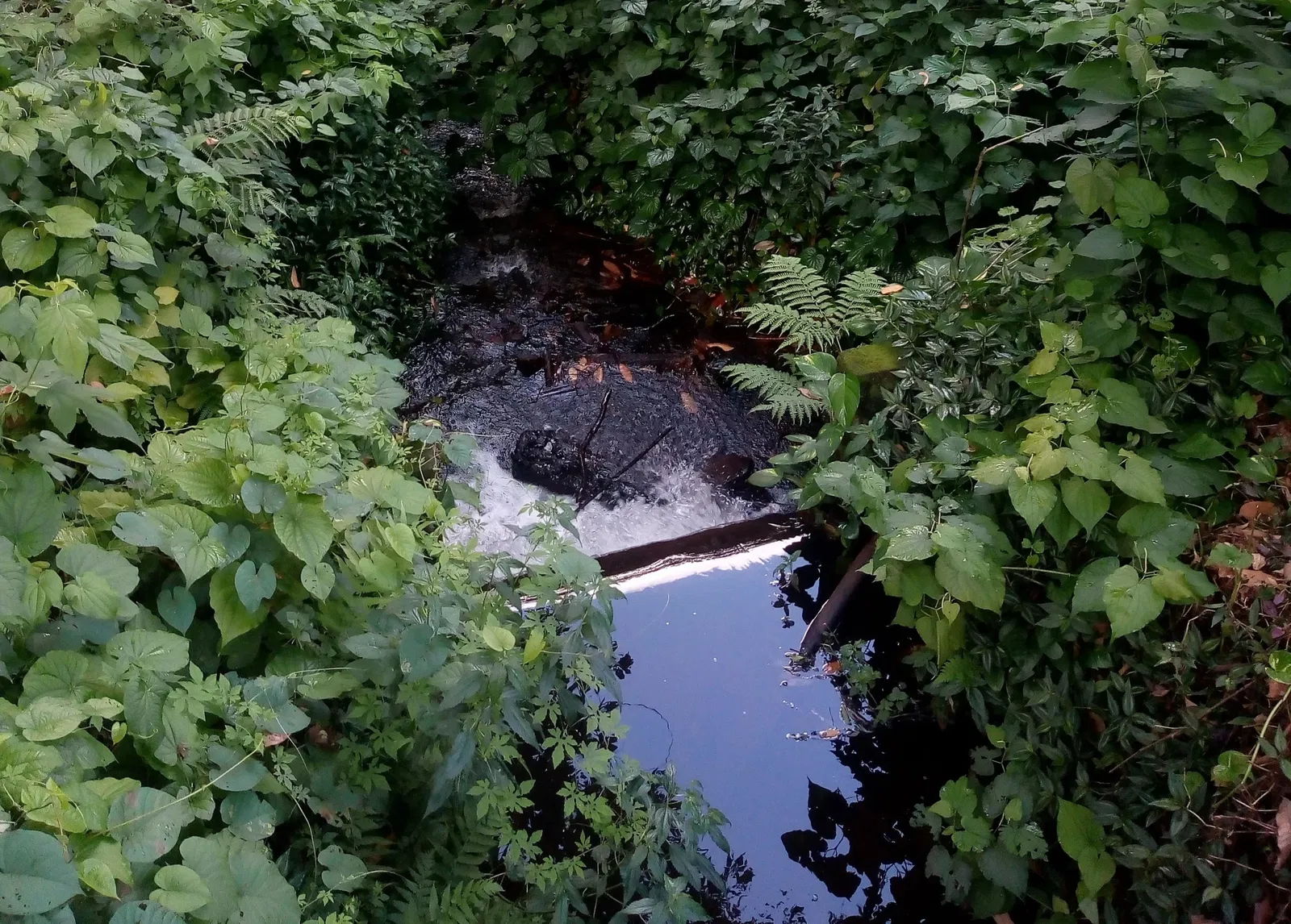 Zoo Botanical Park Dois Irmãos