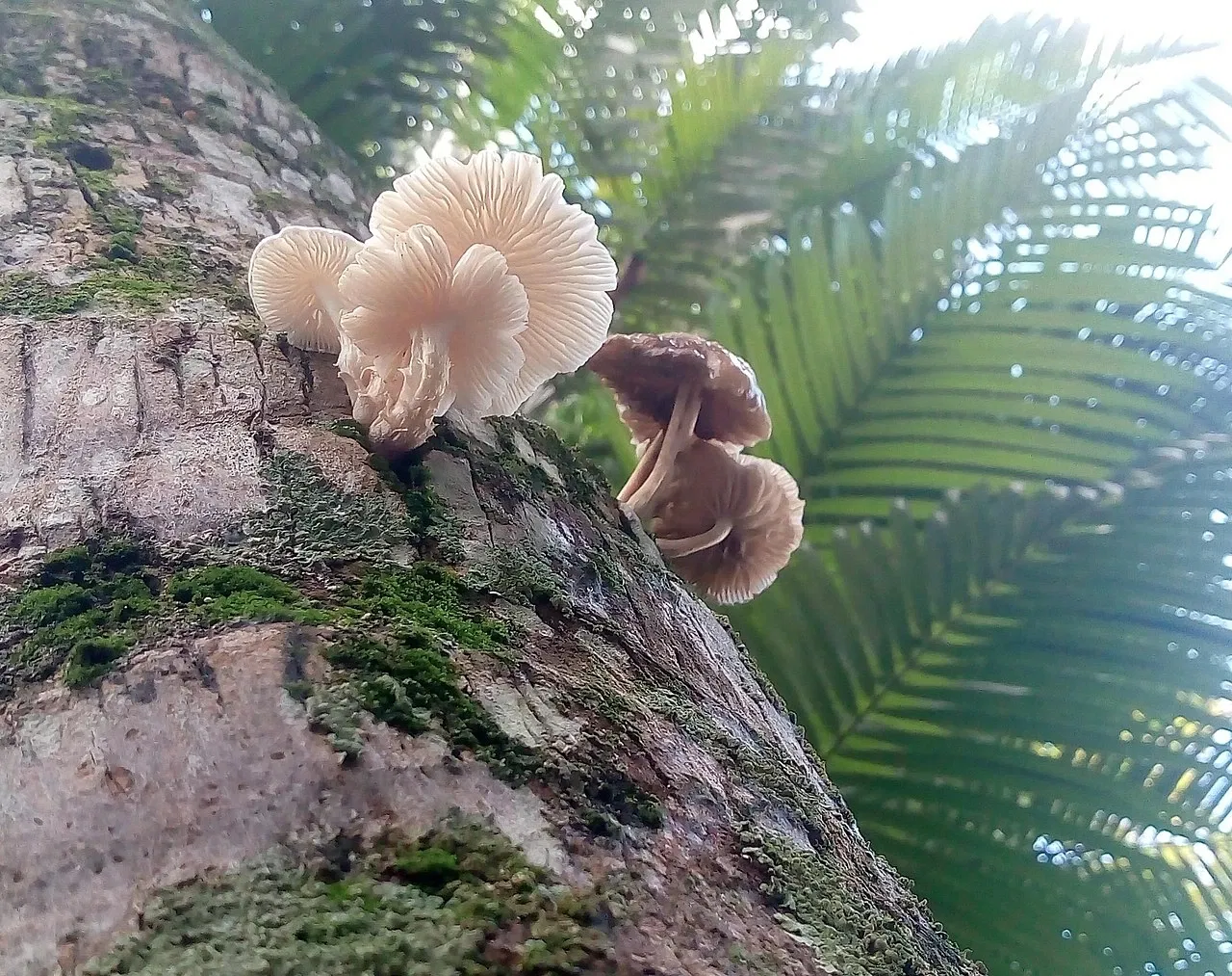 Zoo Botanical Park Dois Irmãos