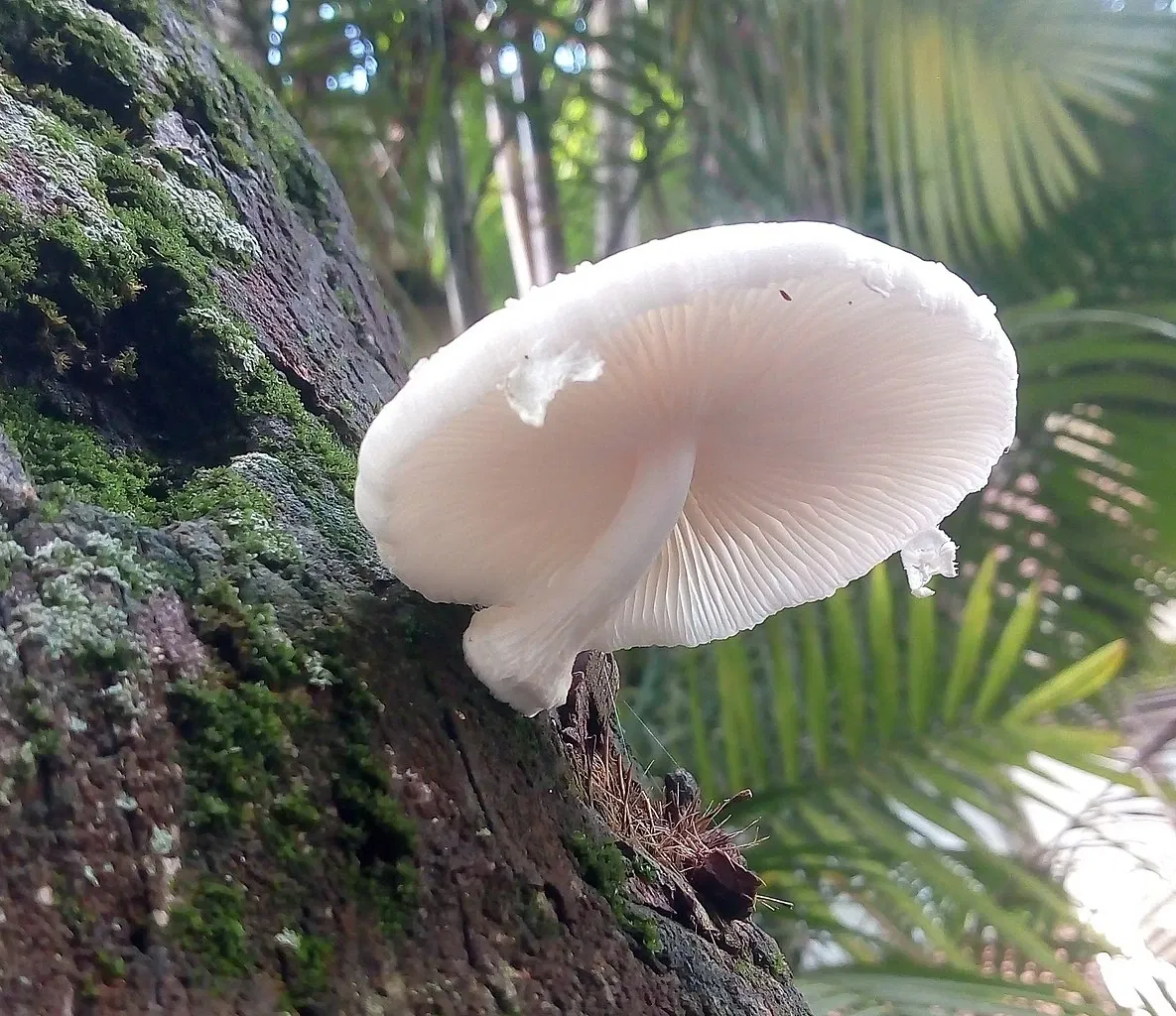 Zoo Botanical Park Dois Irmãos