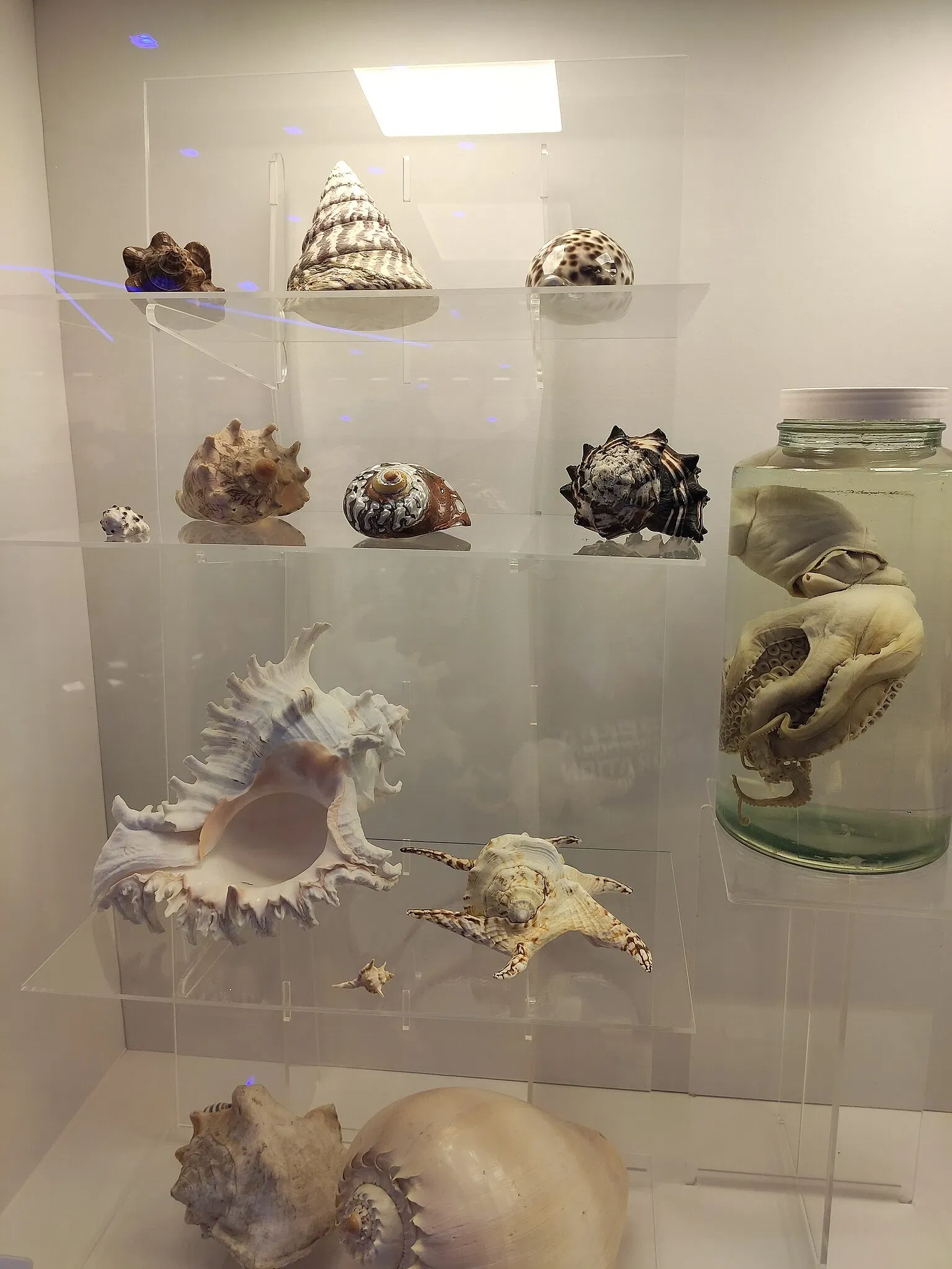 Museo de la Ciencia y la Tecnología PUCRS