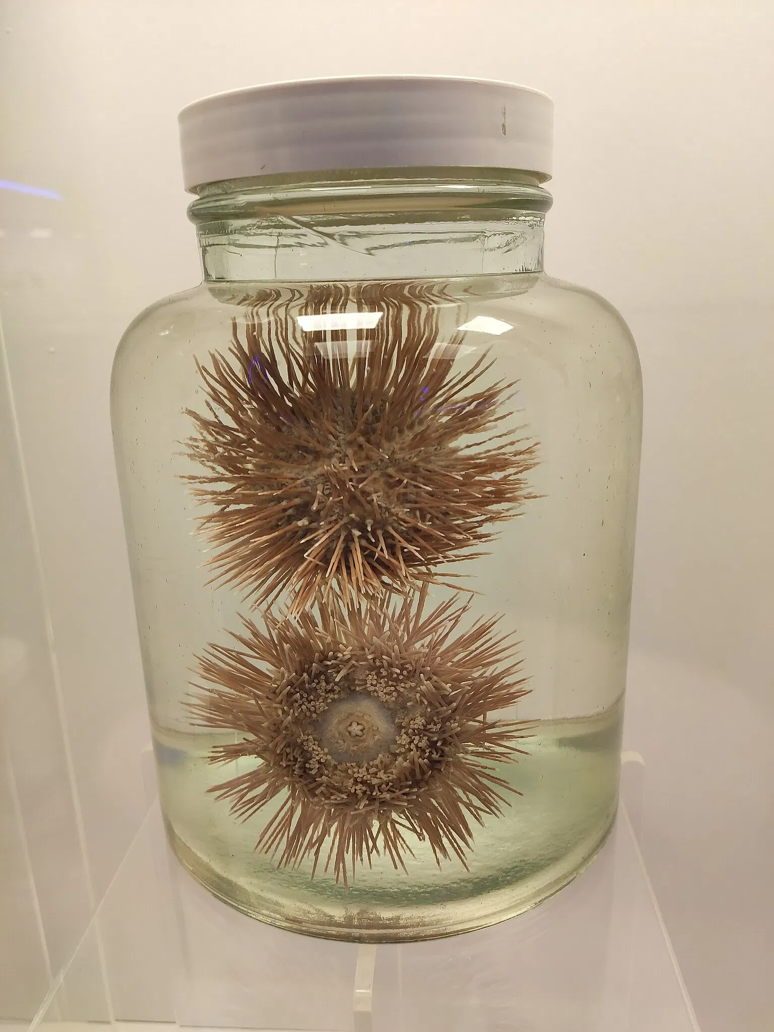 Museo de la Ciencia y la Tecnología PUCRS