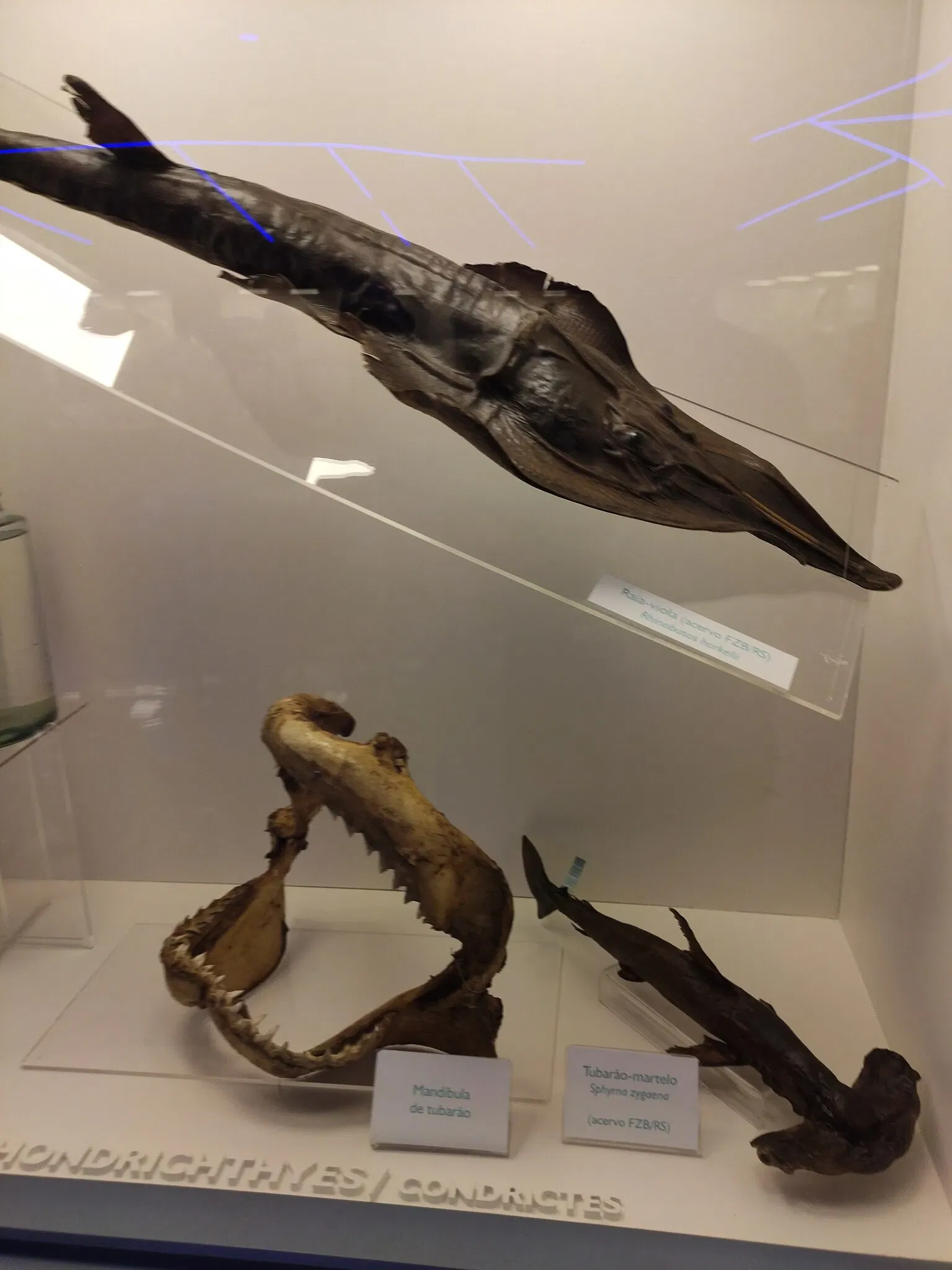 Museo de la Ciencia y la Tecnología PUCRS