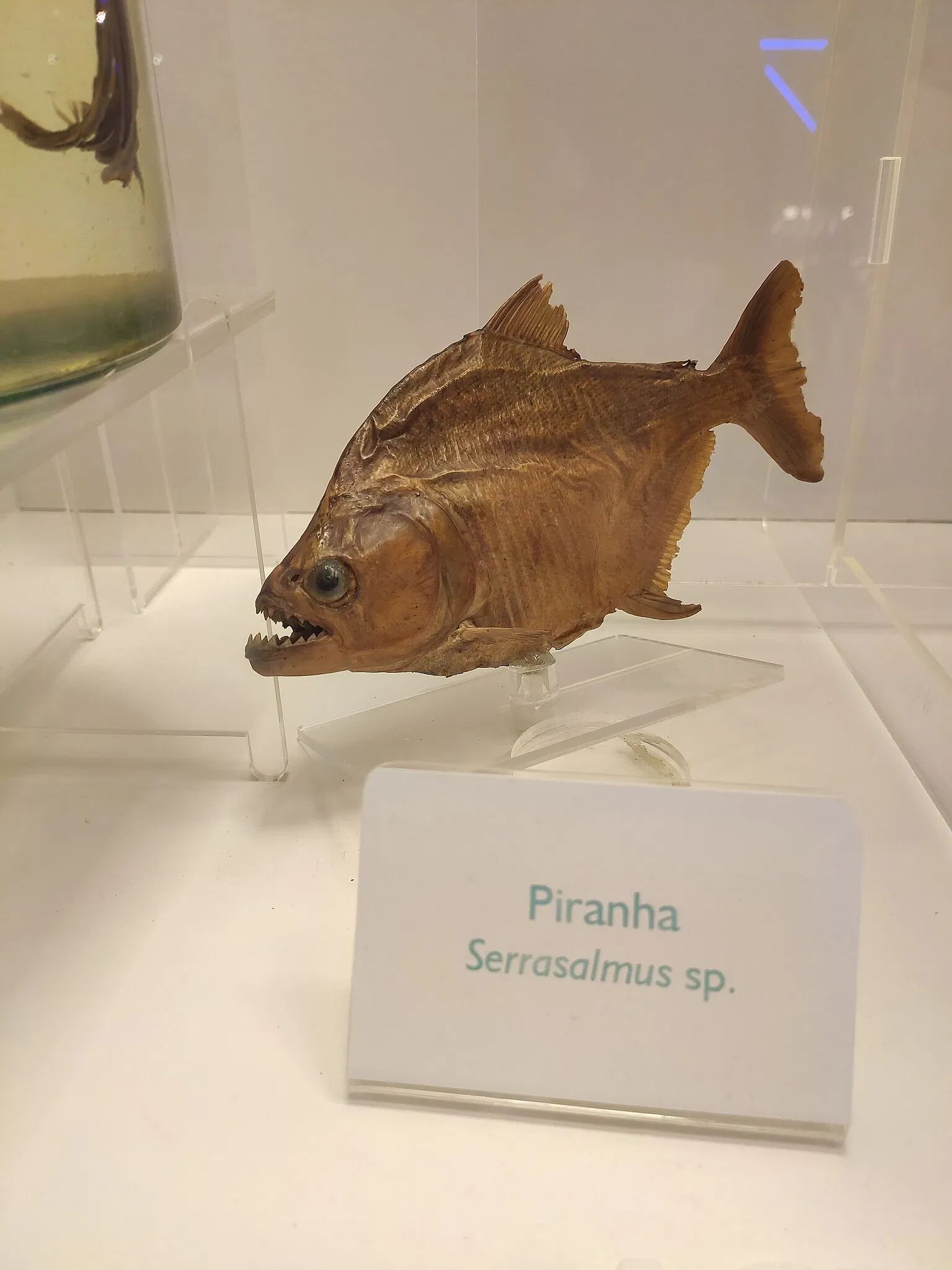 PUCRS Museum of Science and Technology