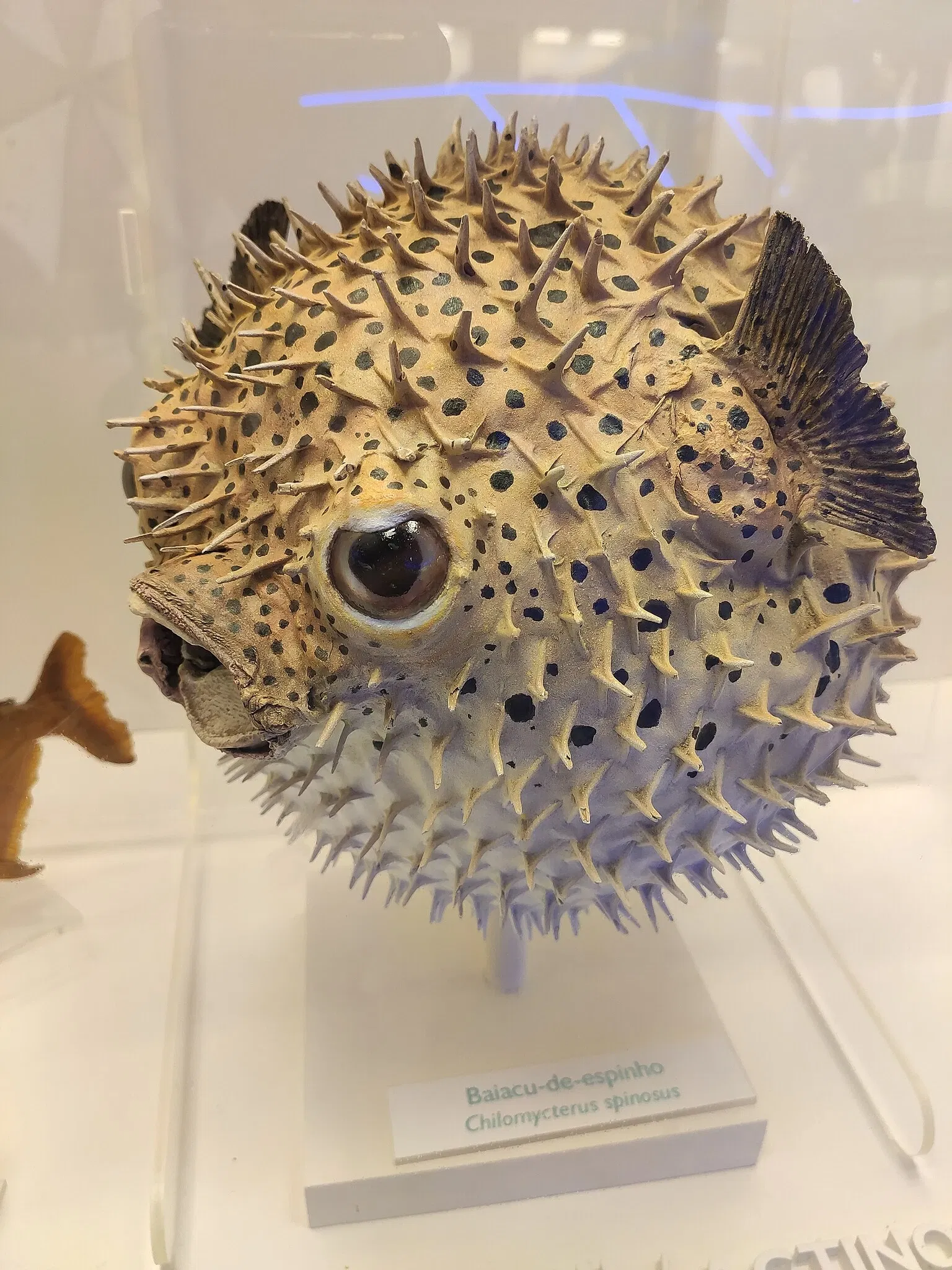 PUCRS Museum of Science and Technology