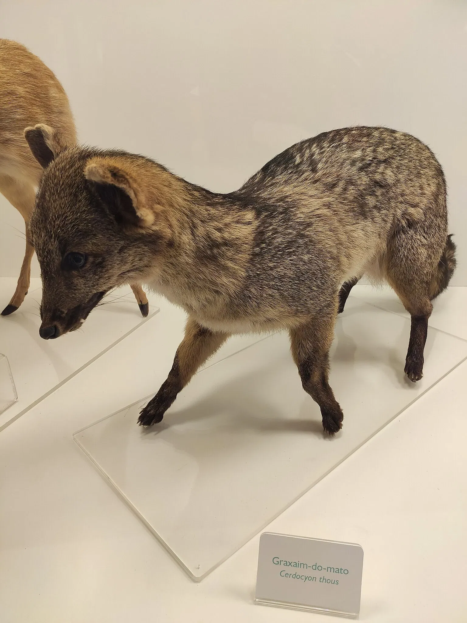 Museo de la Ciencia y la Tecnología PUCRS