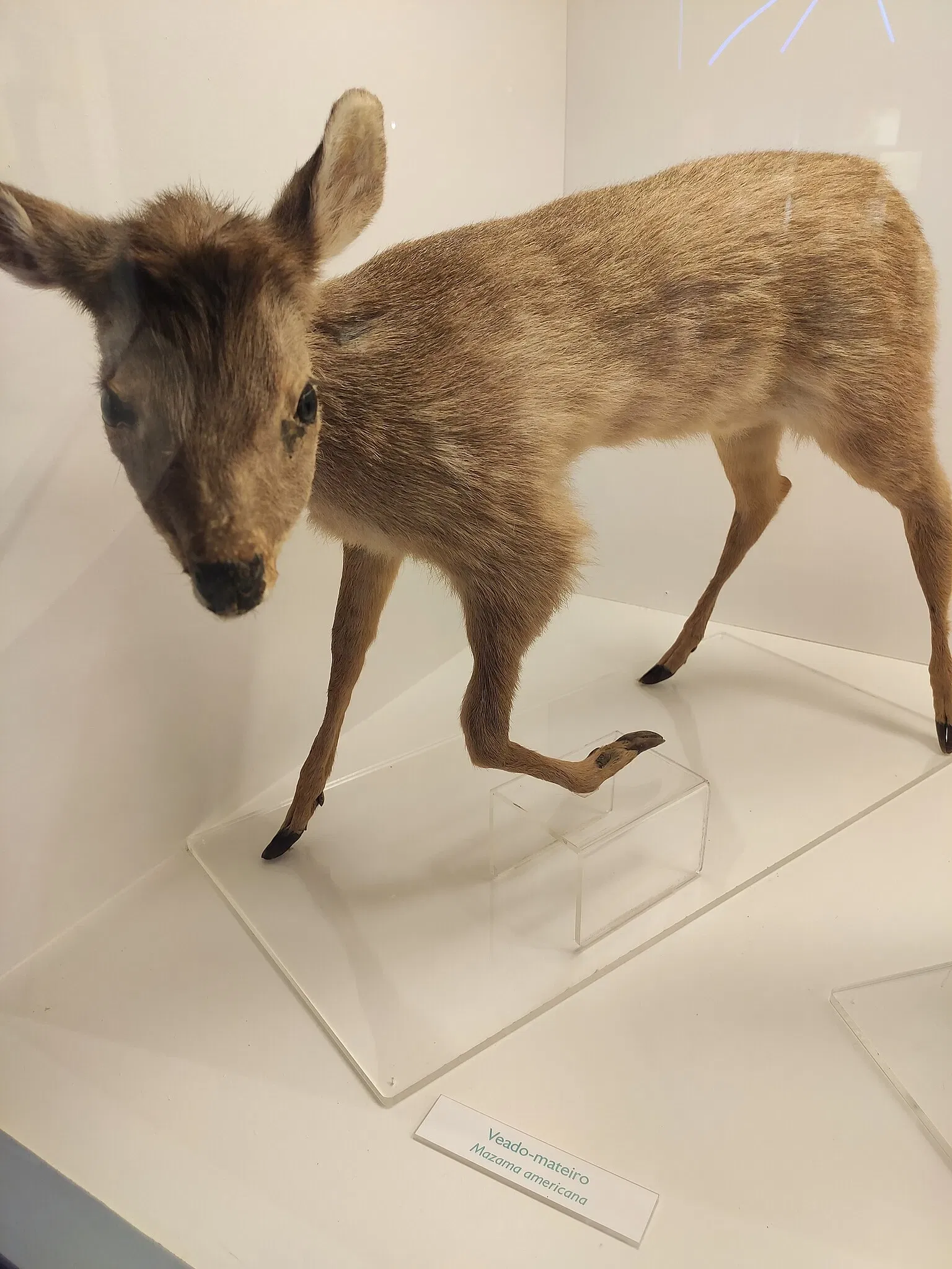 Museo de la Ciencia y la Tecnología PUCRS