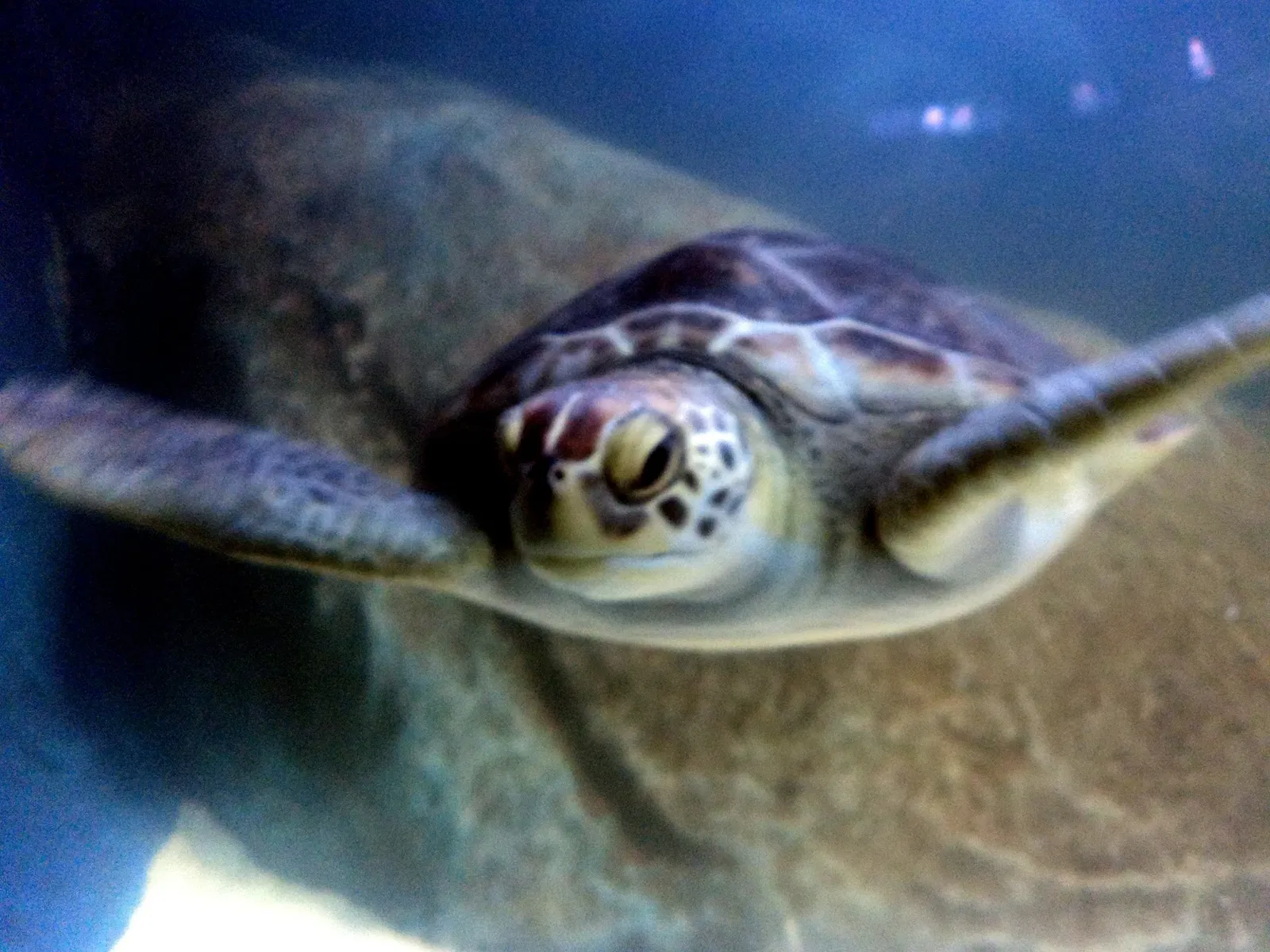 Acuario municipal de Santos