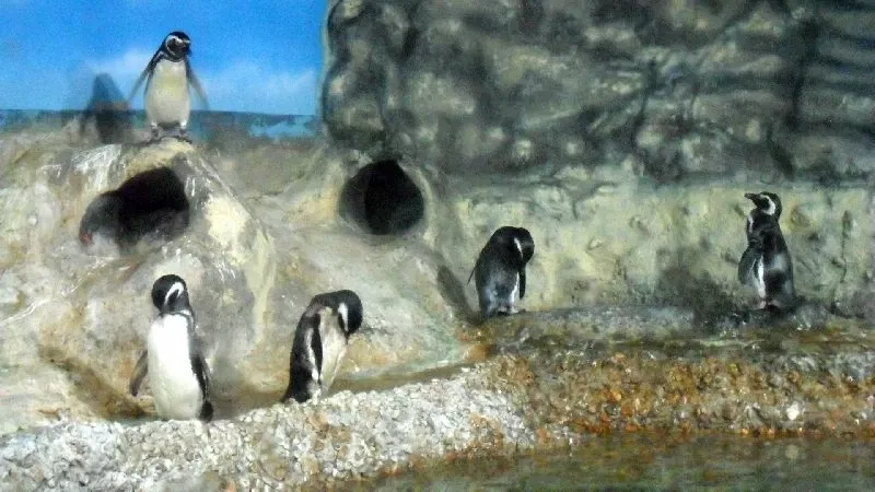 Acuario municipal de Santos