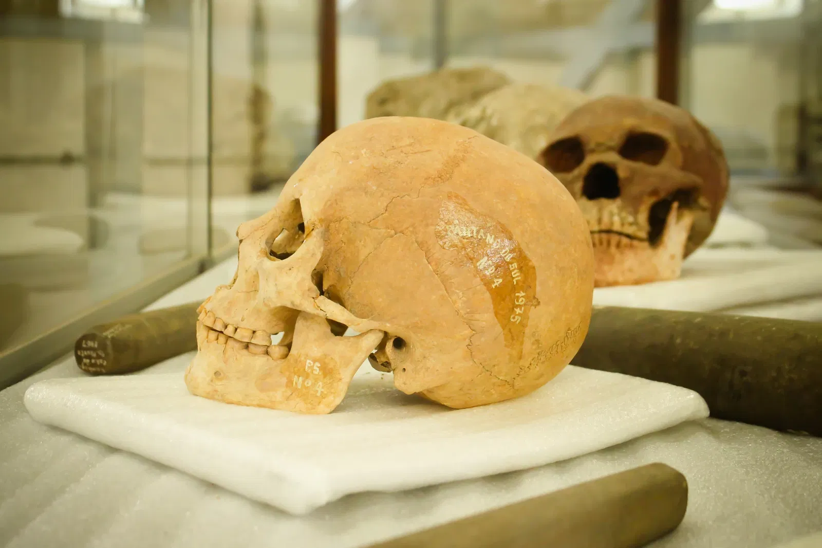 Museu do Homem do Sambaqui