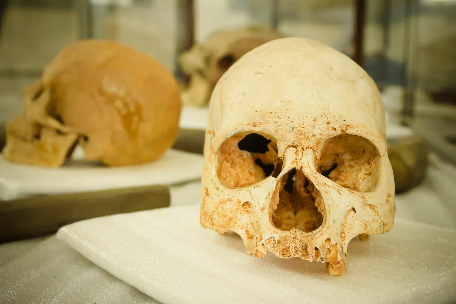 Museu do Homem do Sambaqui