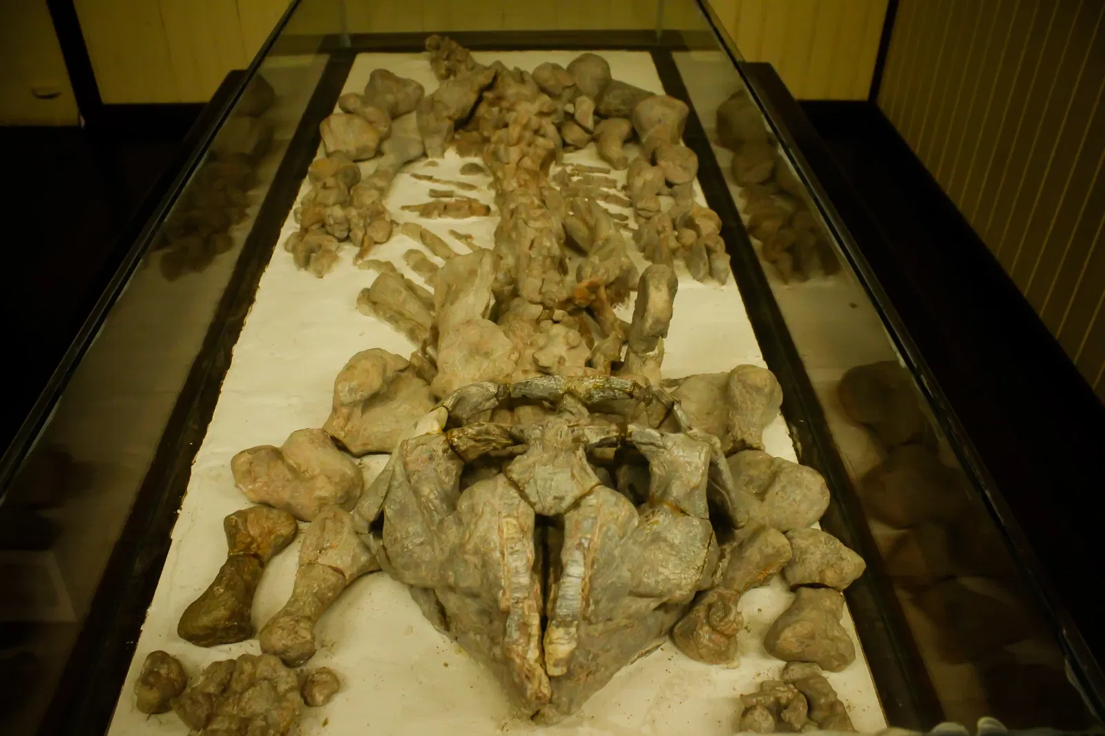 Museu do Homem do Sambaqui