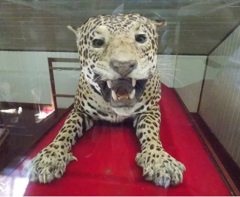 Museu do Homem do Sambaqui