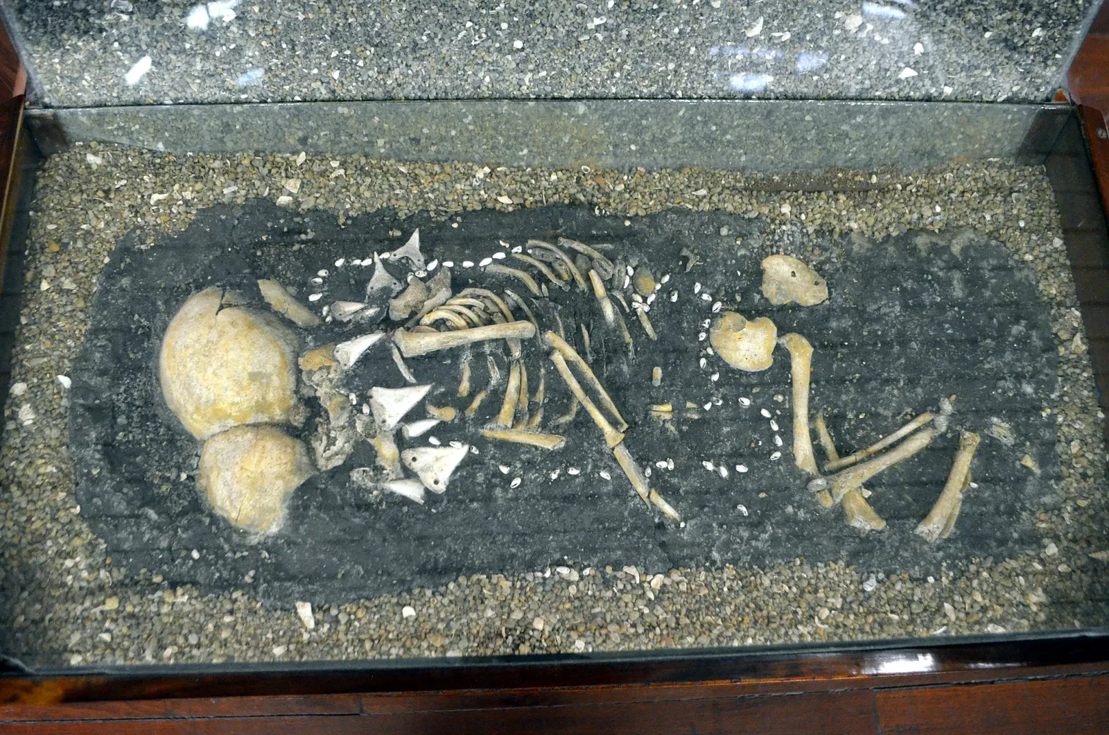 Museu do Homem do Sambaqui