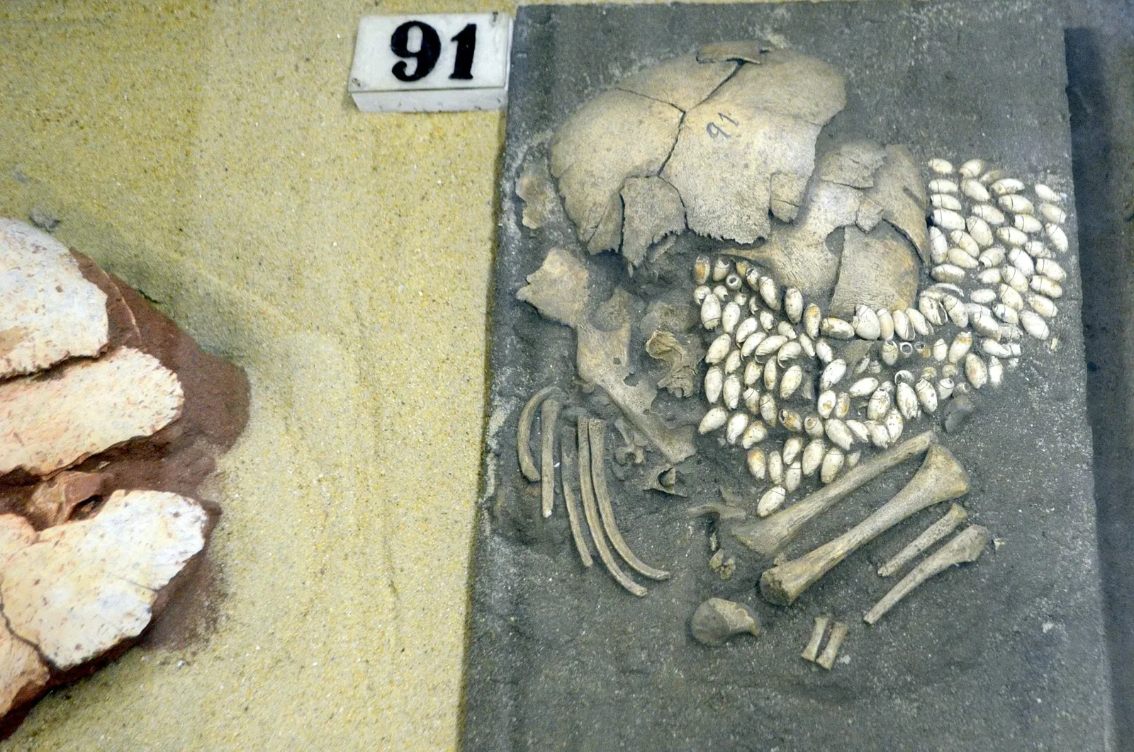 Museu do Homem do Sambaqui