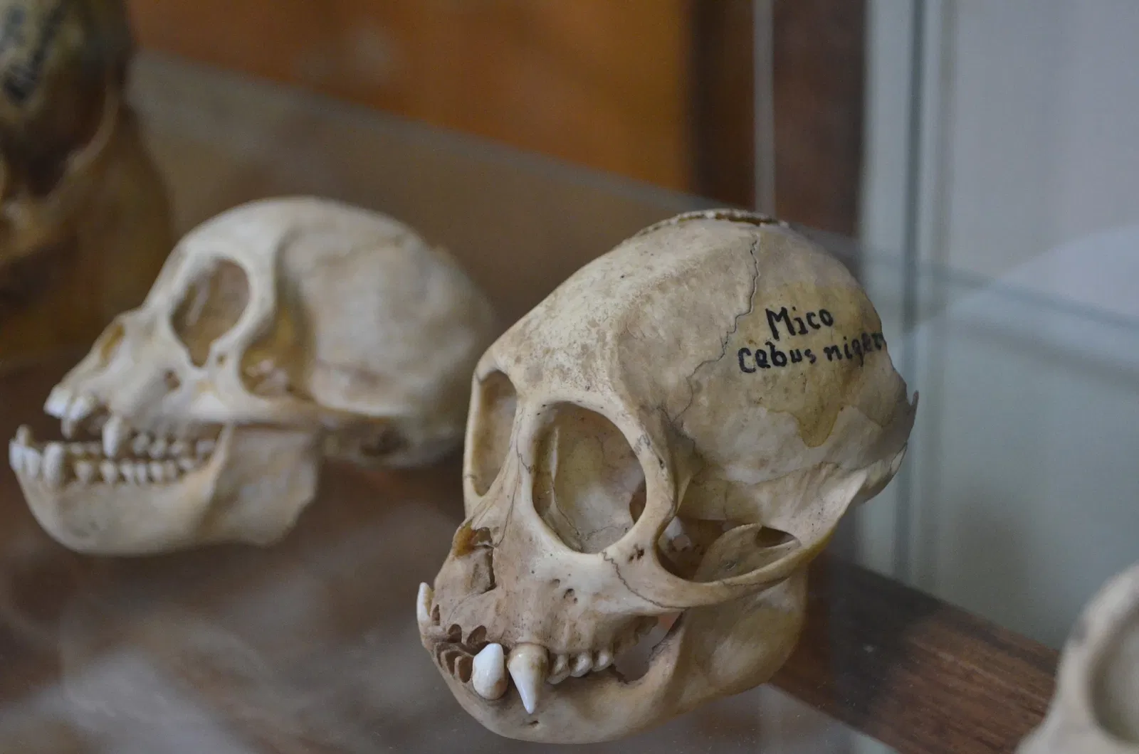 Museu do Homem do Sambaqui