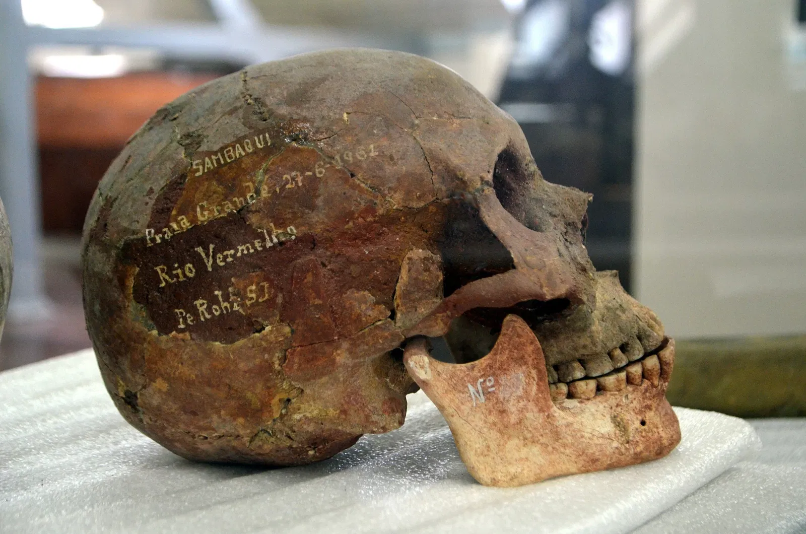 Museu do Homem do Sambaqui