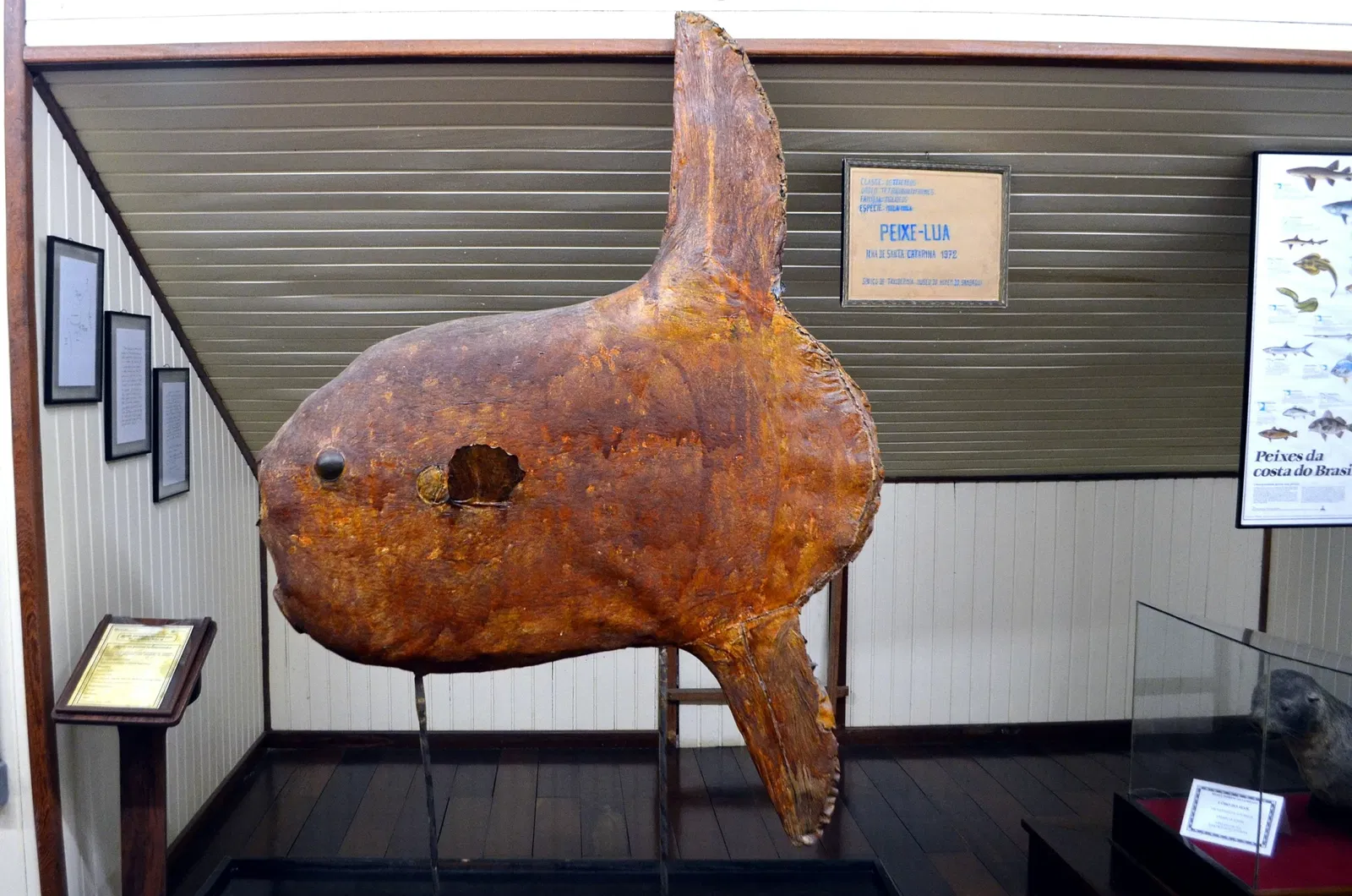 Museu do Homem do Sambaqui