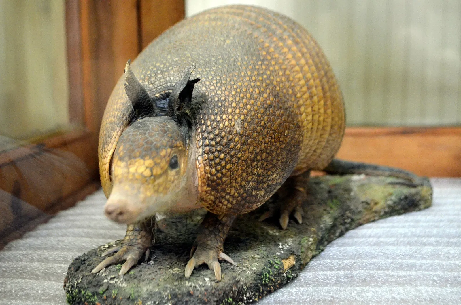 Museu do Homem do Sambaqui