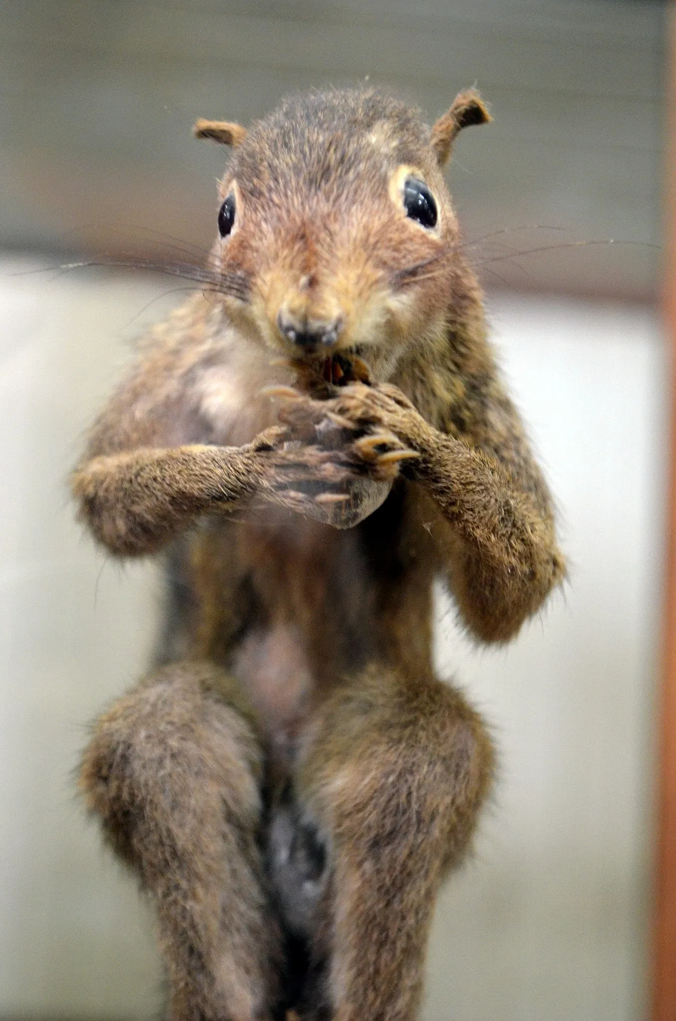 Museu do Homem do Sambaqui