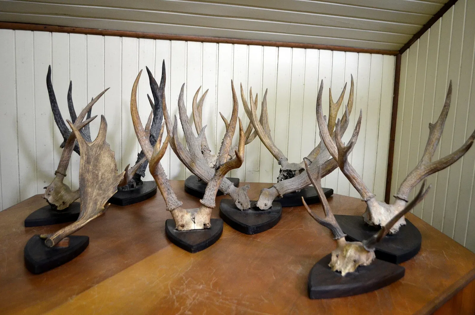 Museu do Homem do Sambaqui