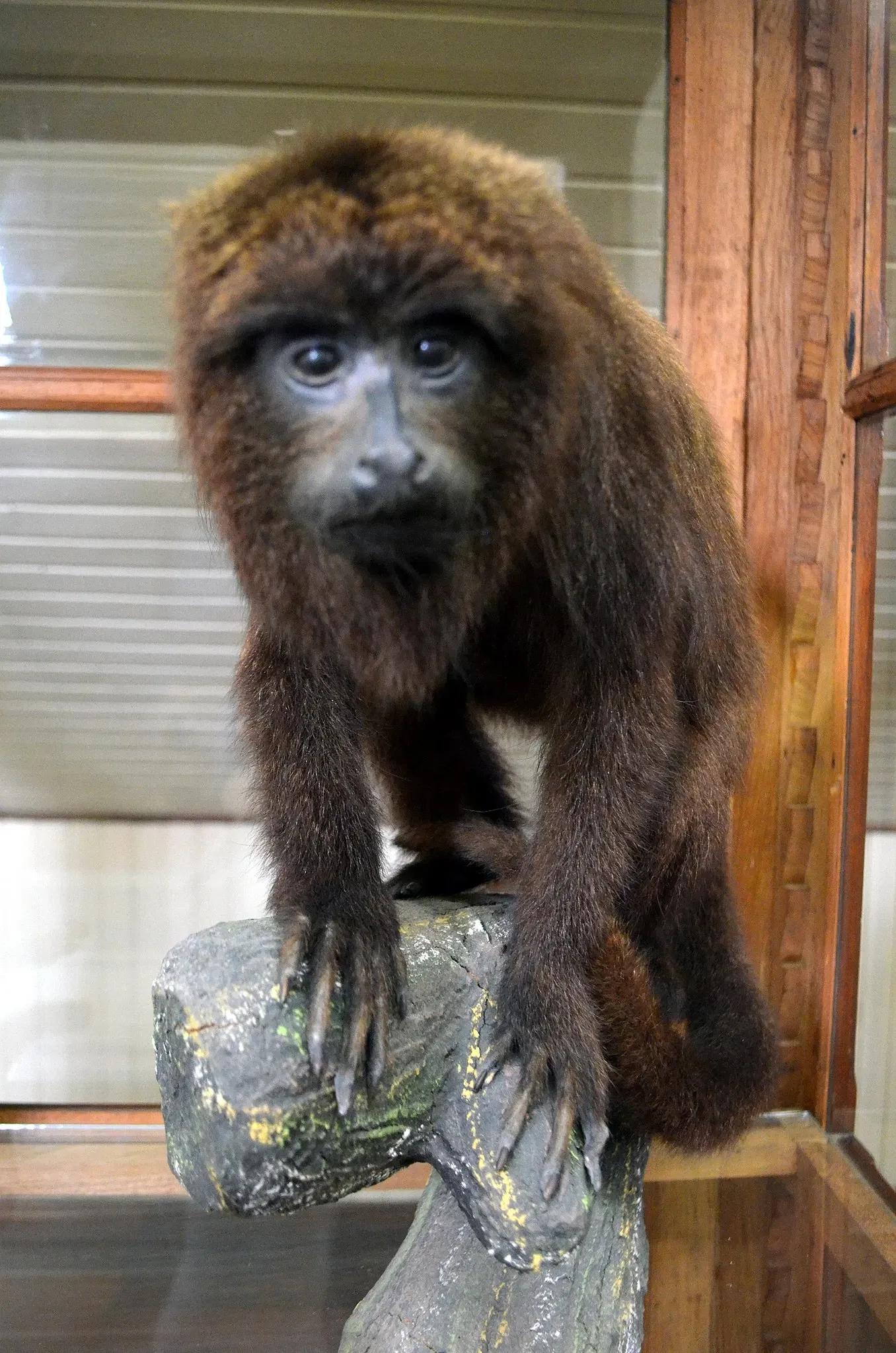 Museu do Homem do Sambaqui