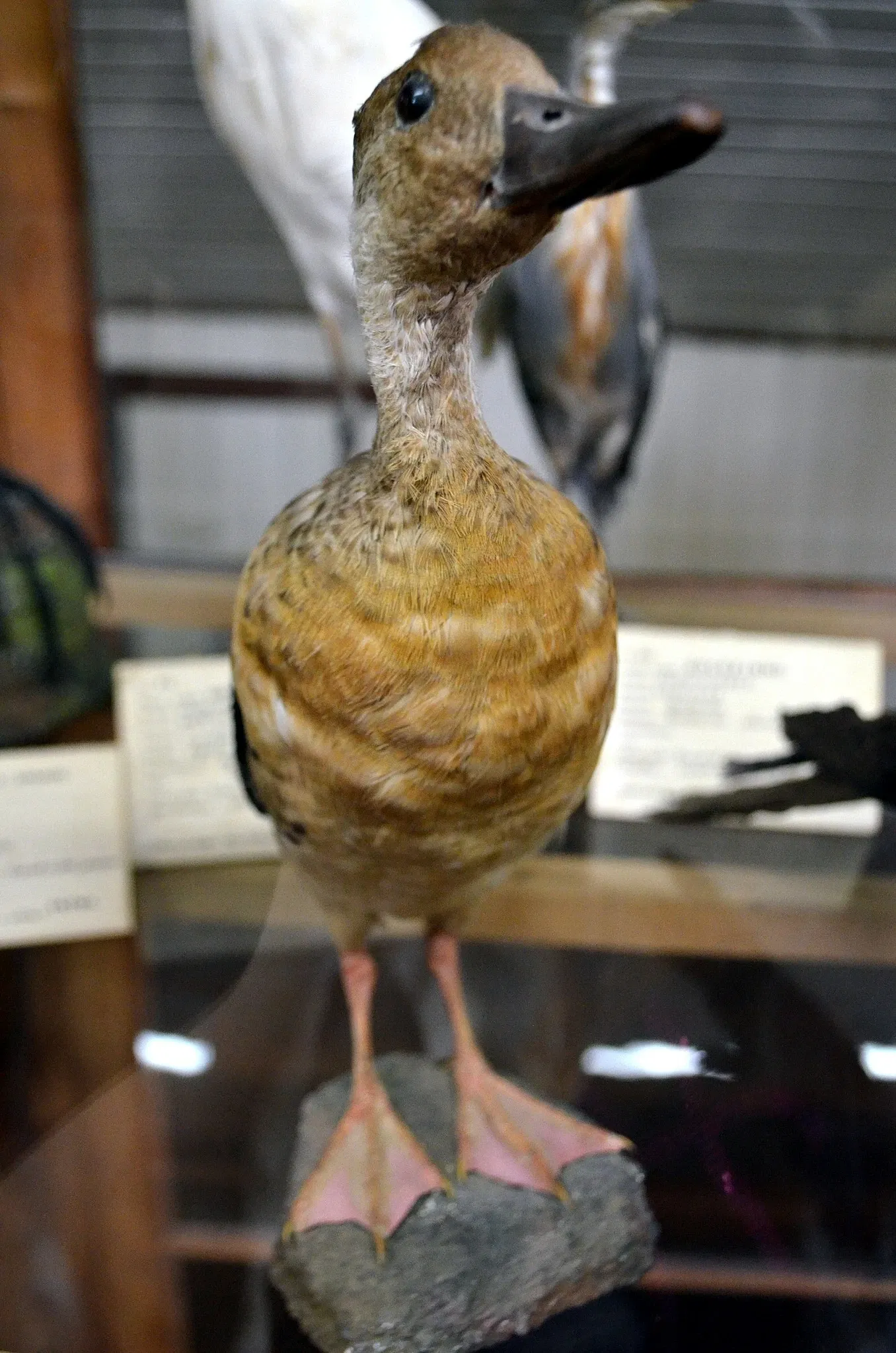 Museu do Homem do Sambaqui