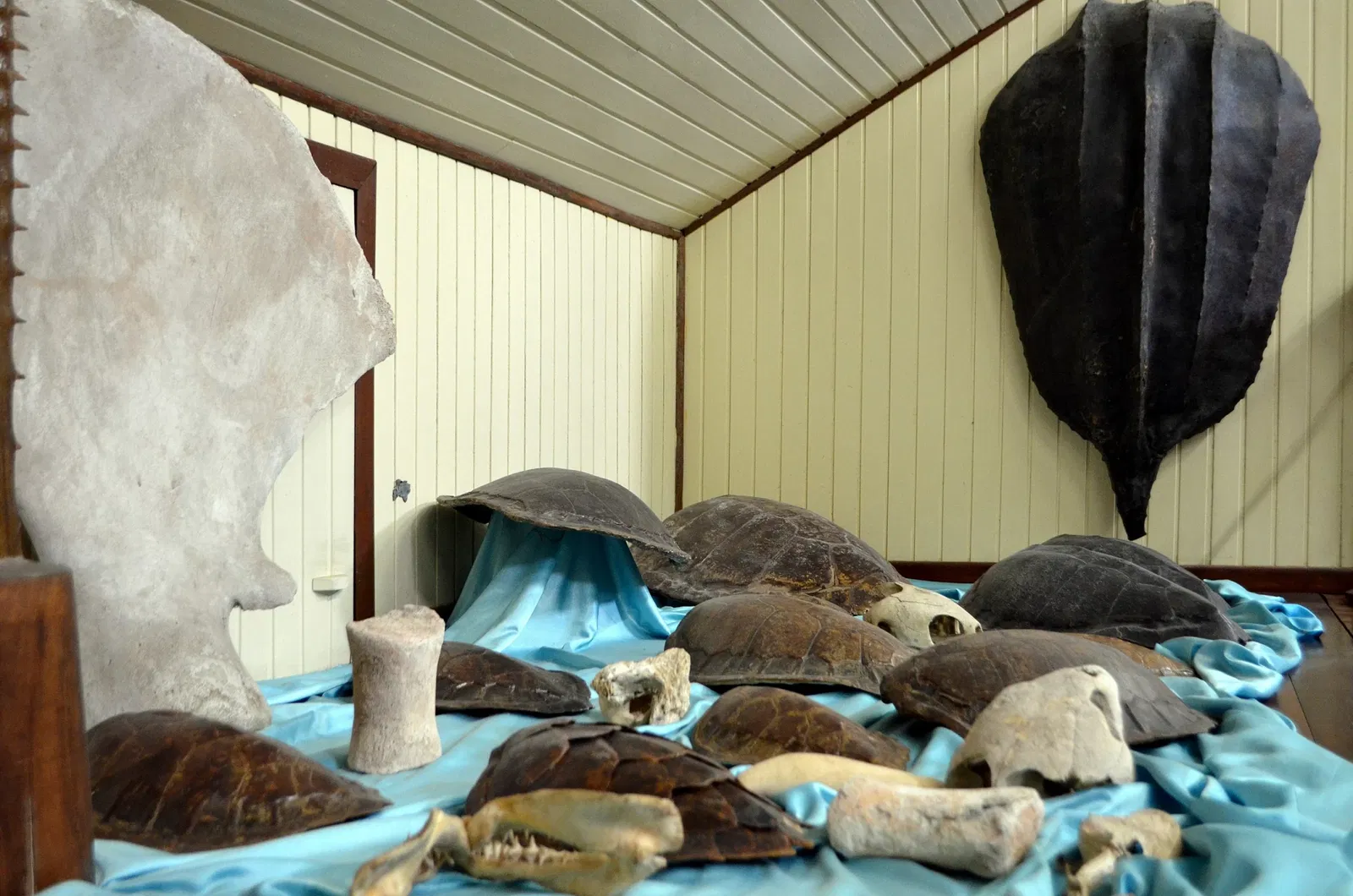 Museu do Homem do Sambaqui