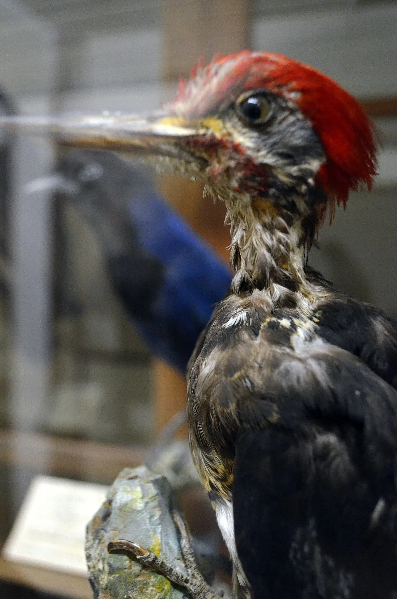 Museu do Homem do Sambaqui