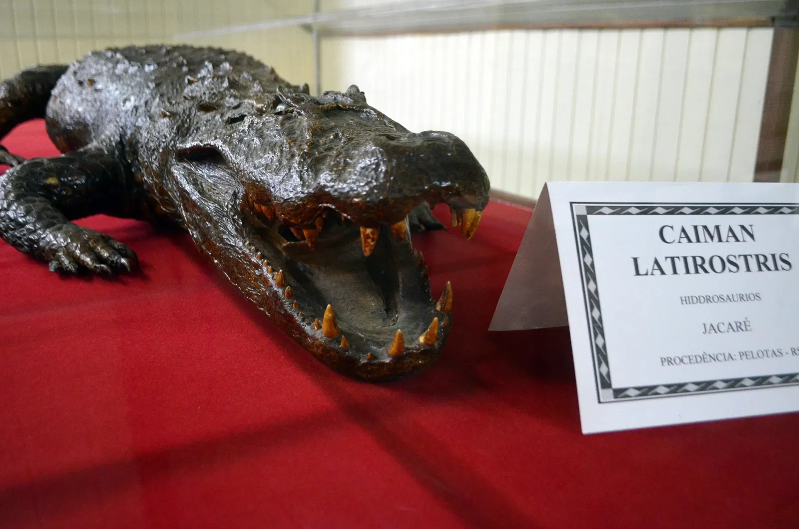 Museu do Homem do Sambaqui