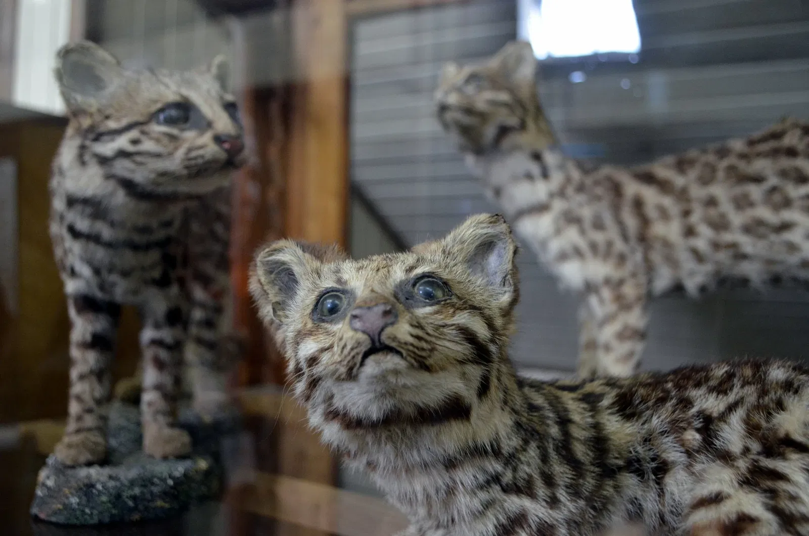 Museu do Homem do Sambaqui