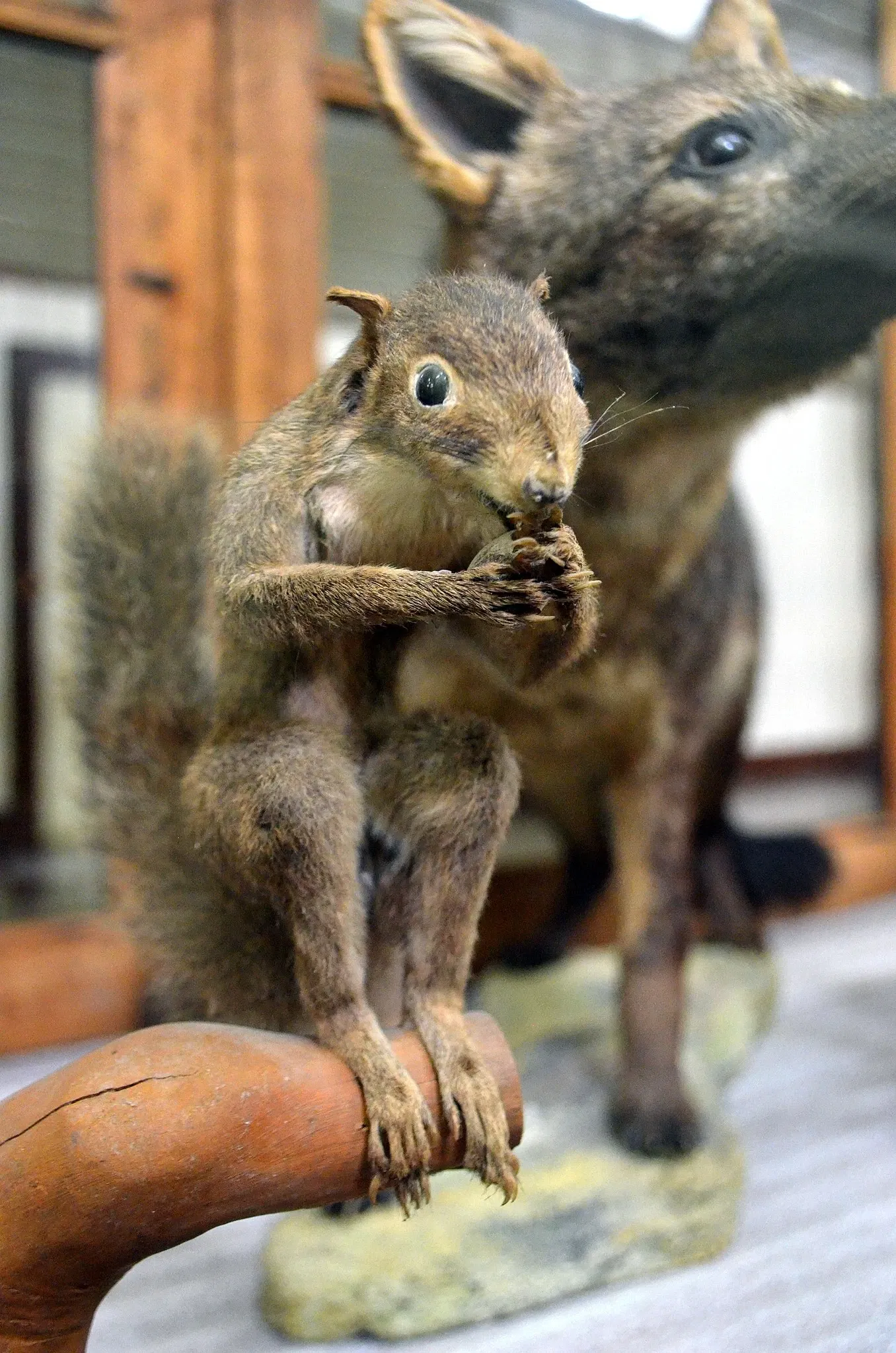 Museu do Homem do Sambaqui