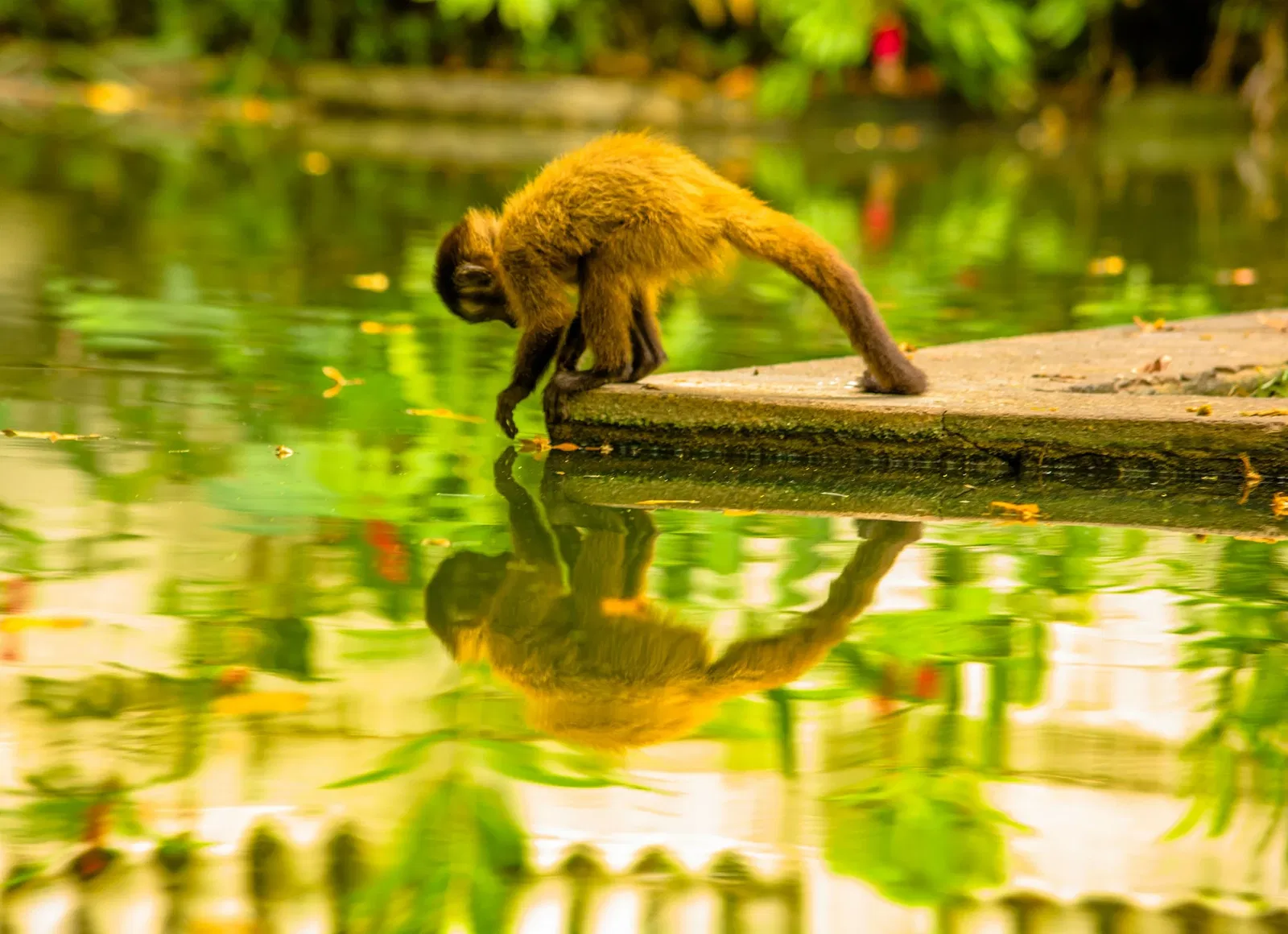 Parque Arruda Câmara