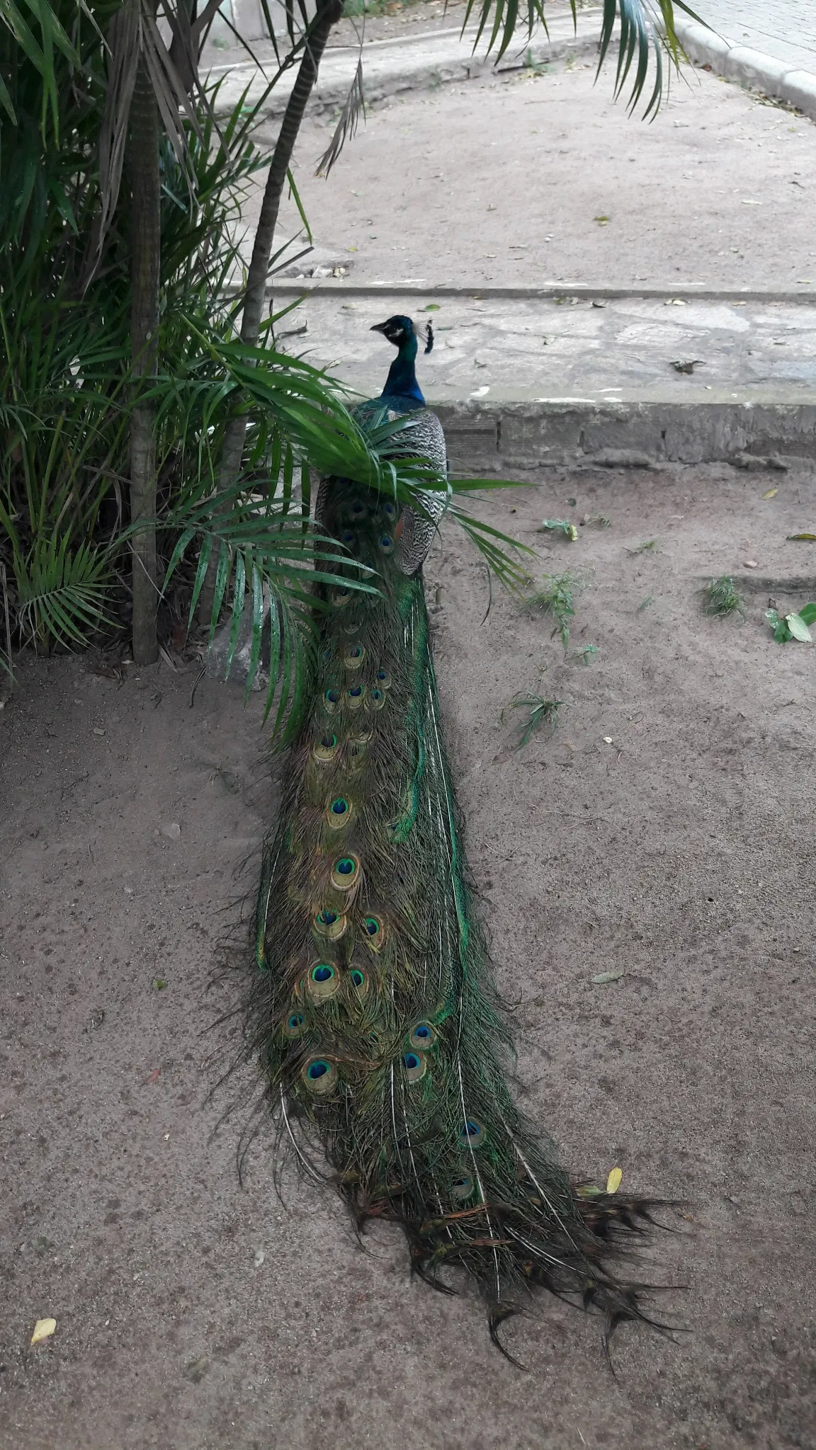 Parque Arruda Câmara