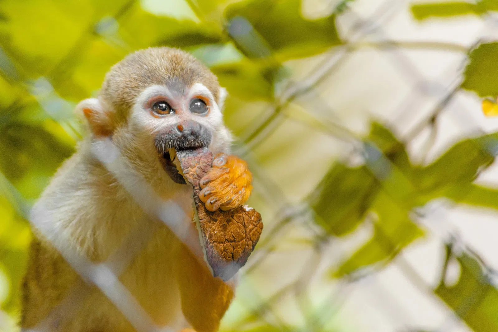 Parque Arruda Câmara