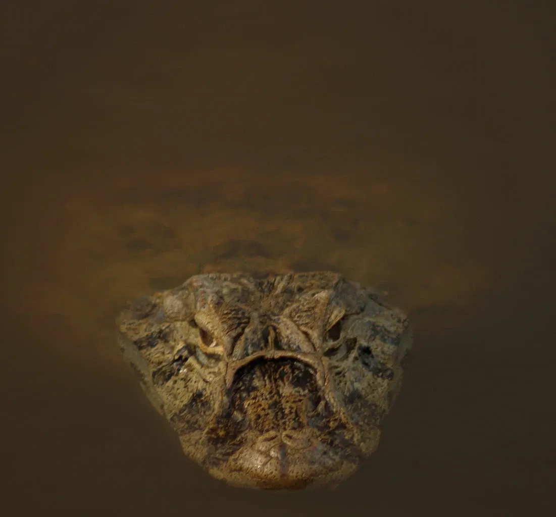 Parque Arruda Câmara