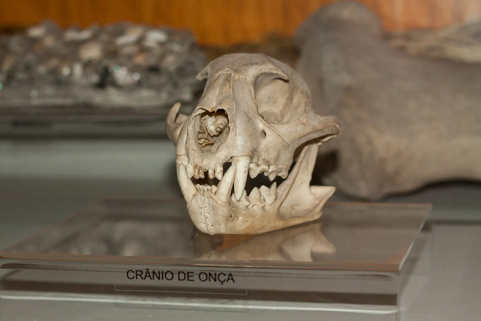 Museu Arqueológico de Sambaqui de Joinville