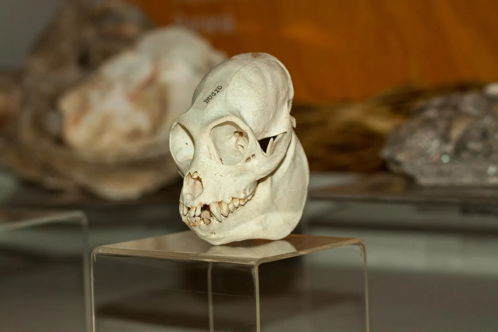 Museu Arqueológico de Sambaqui de Joinville