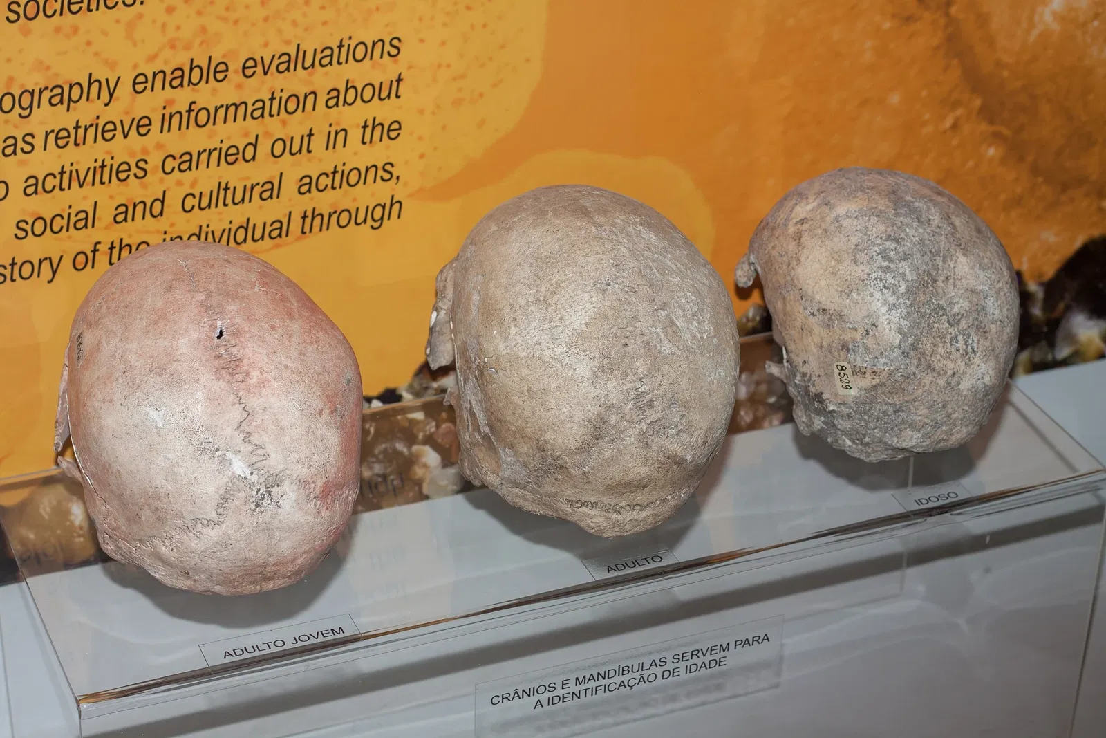 Museu Arqueológico de Sambaqui de Joinville