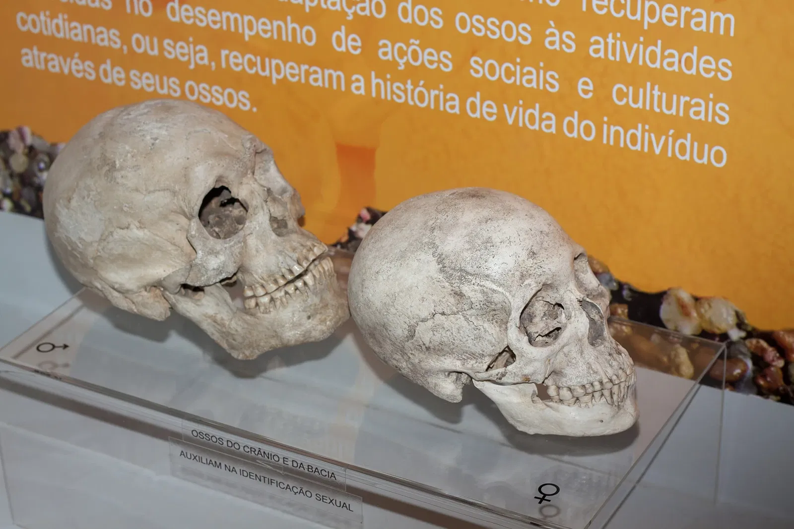 Museu Arqueológico de Sambaqui de Joinville