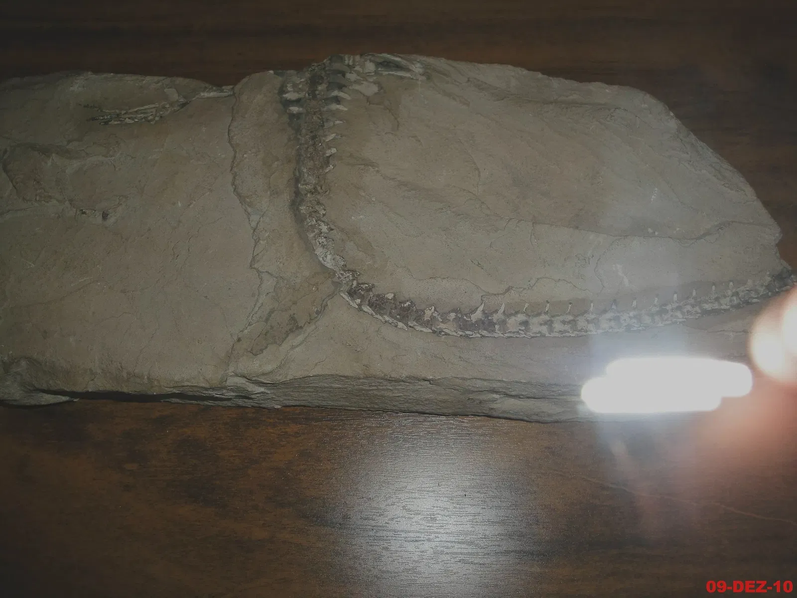 Museu de Arqueologia e Paleontologia de Araraquara