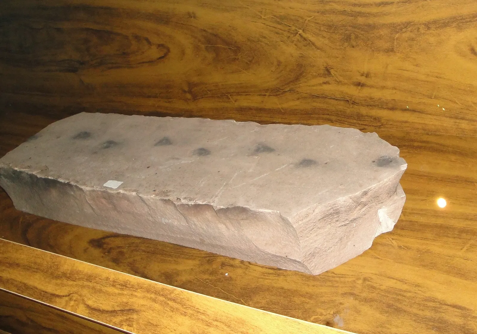 Museu de Arqueologia e Paleontologia de Araraquara