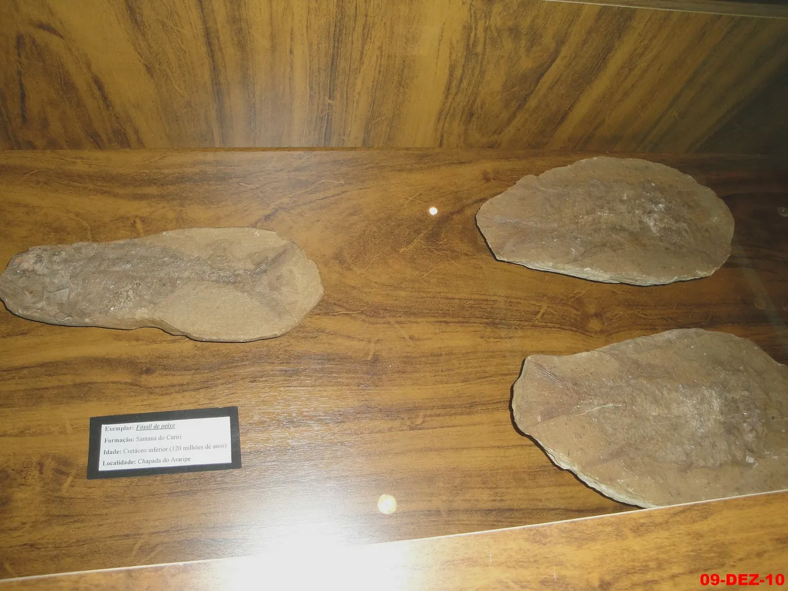 Museu de Arqueologia e Paleontologia de Araraquara
