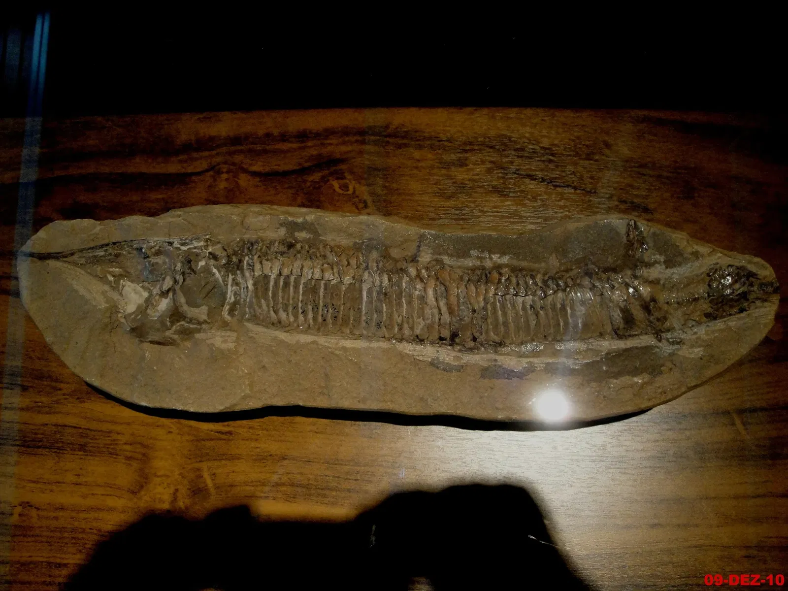 Museu de Arqueologia e Paleontologia de Araraquara