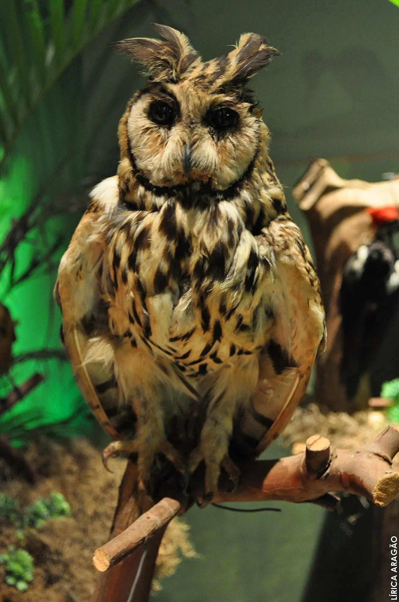 Museo Histórico de Londrina