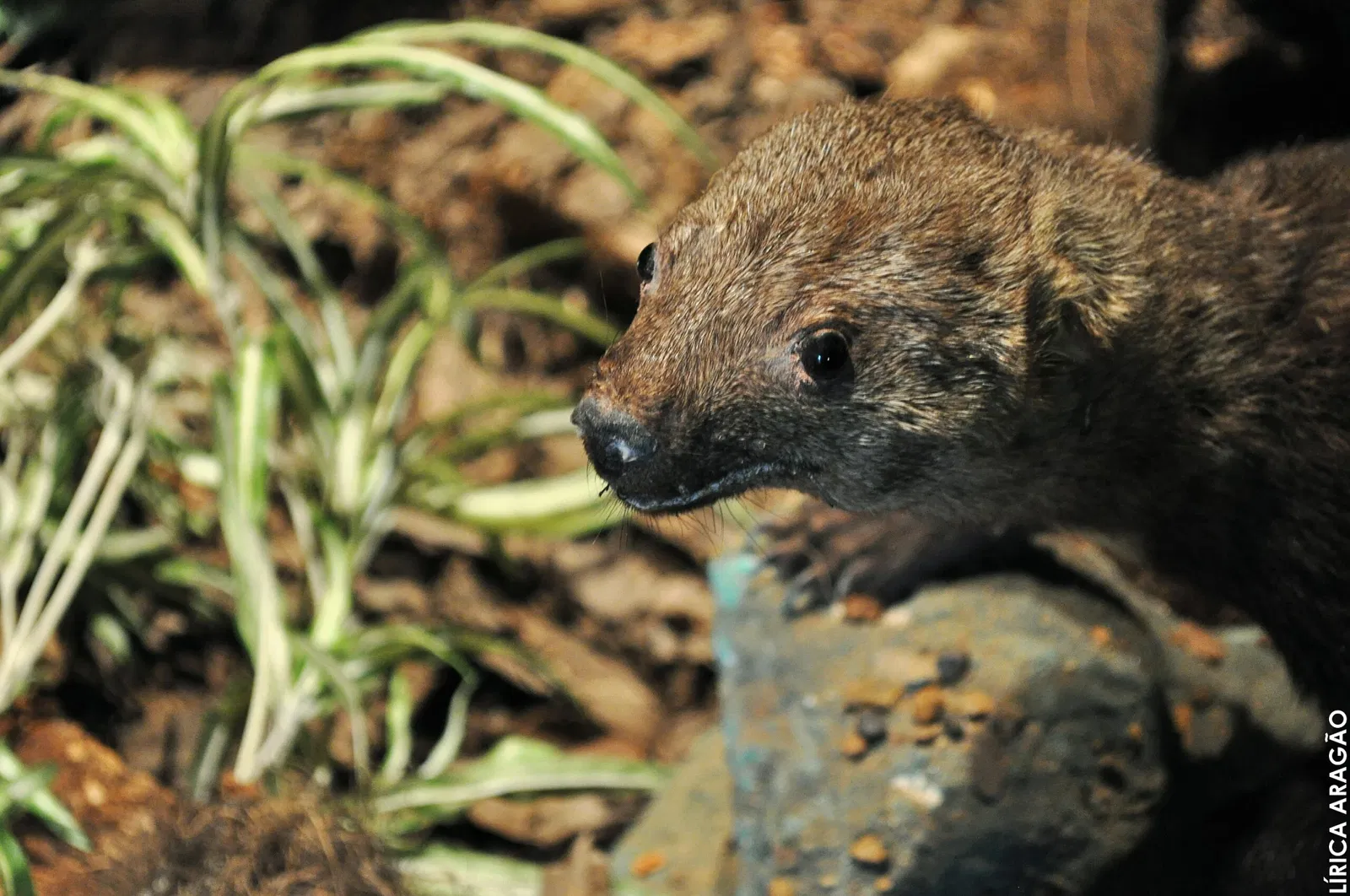 Museo Histórico de Londrina