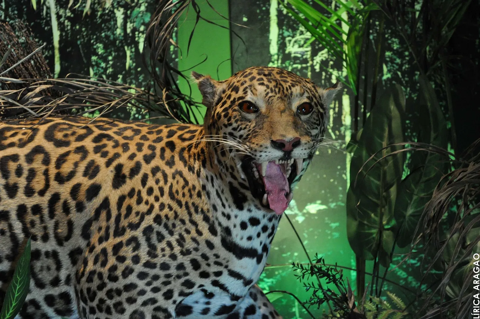 Museo Histórico de Londrina