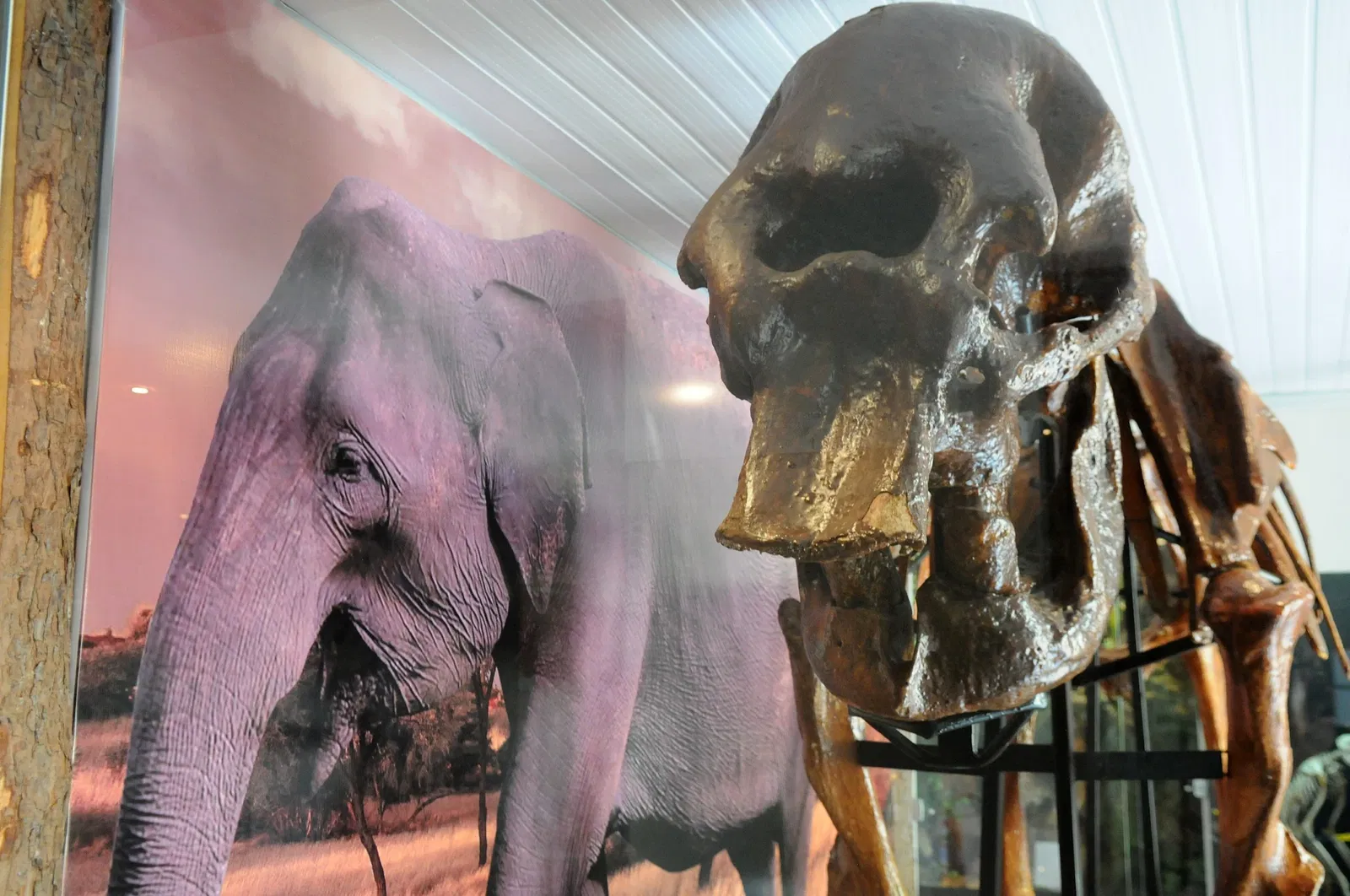 Zoologischer Garten Brasília