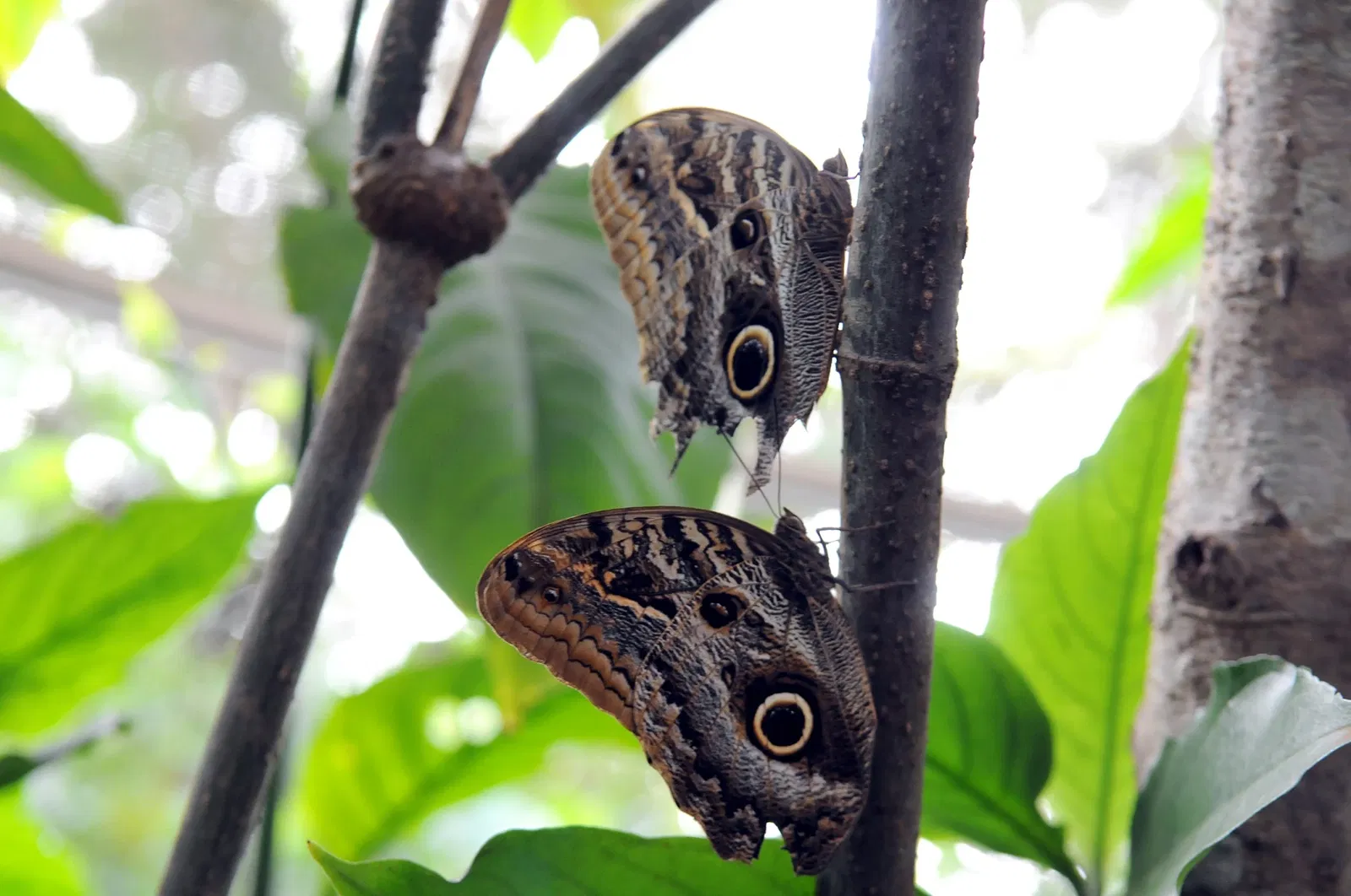 Jardín zoológico de Brasilia