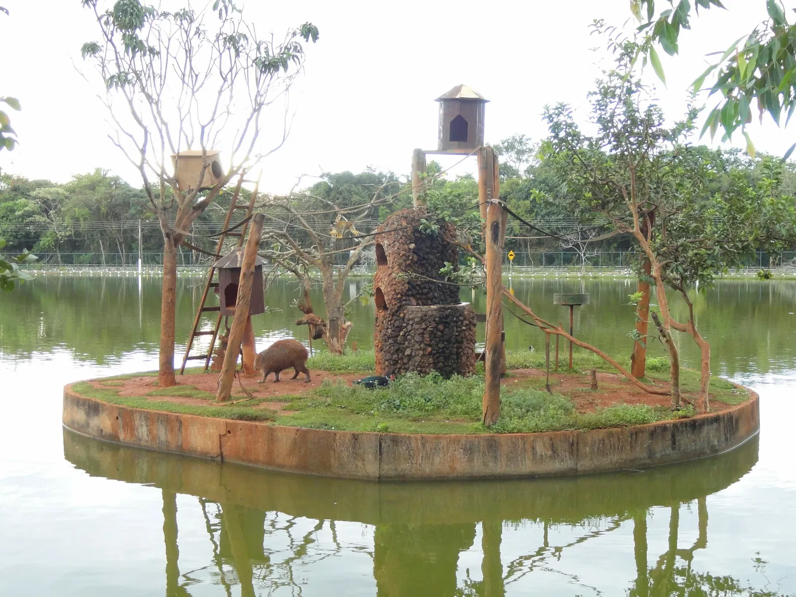 Zoologischer Garten Brasília